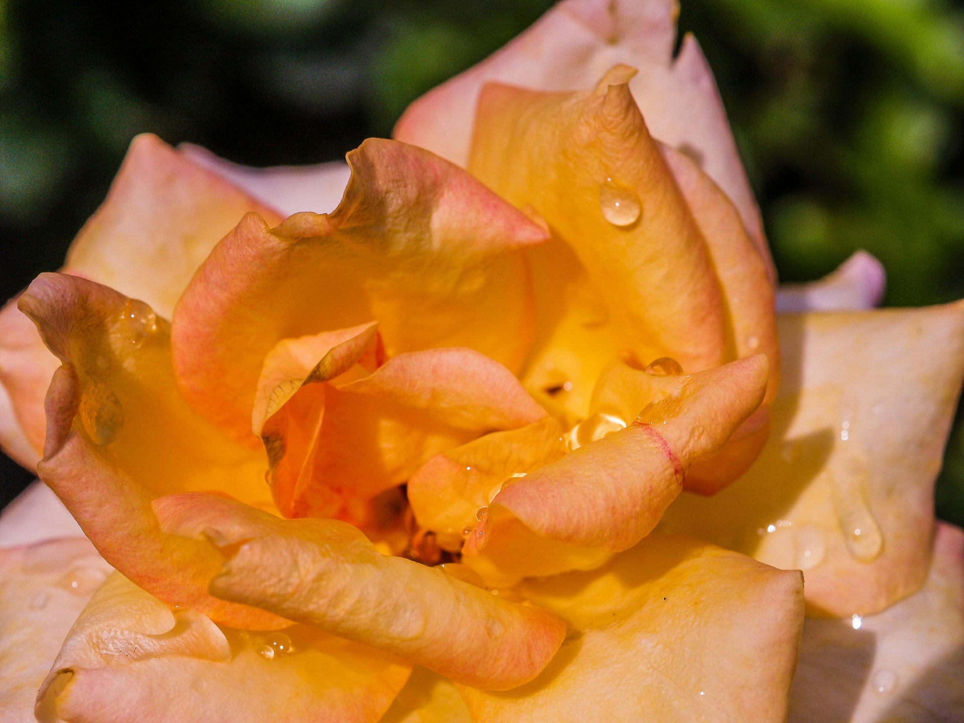 Rose in de tuin