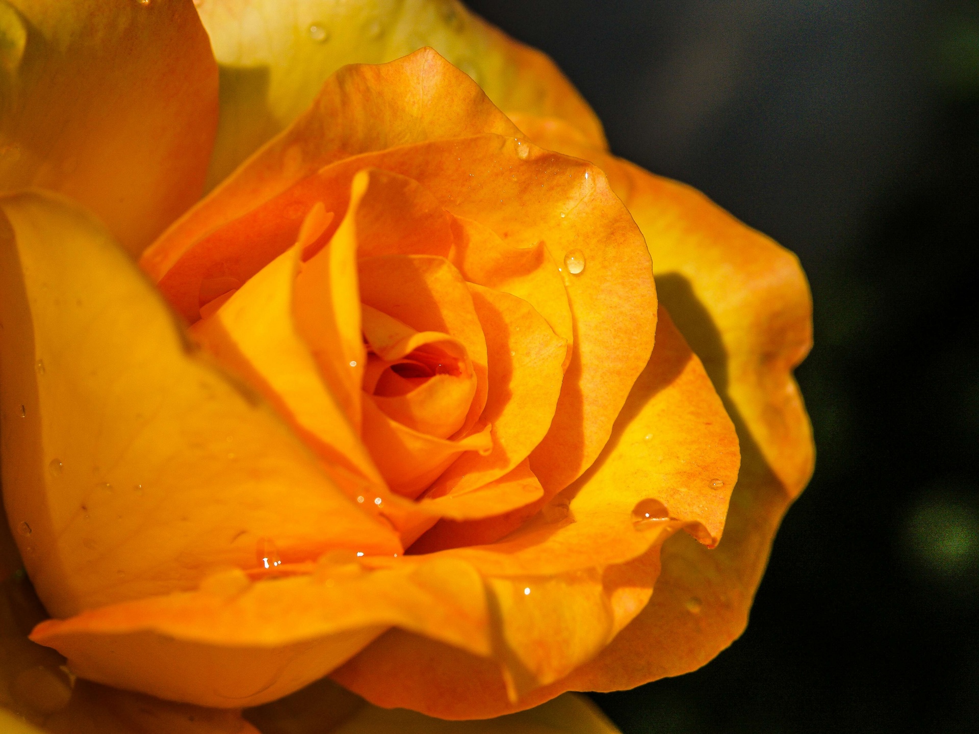 Rose in de tuin
