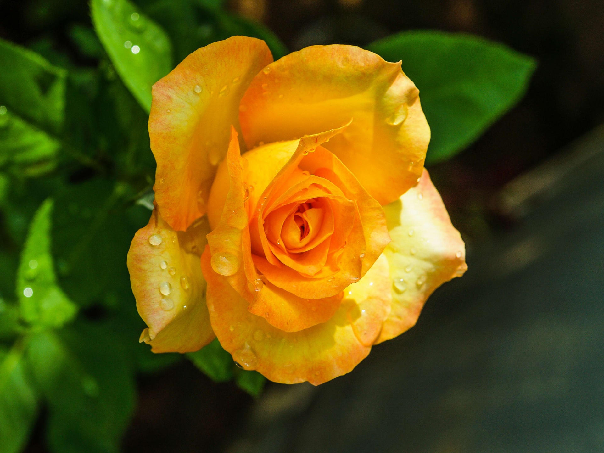 Rose In The Garden