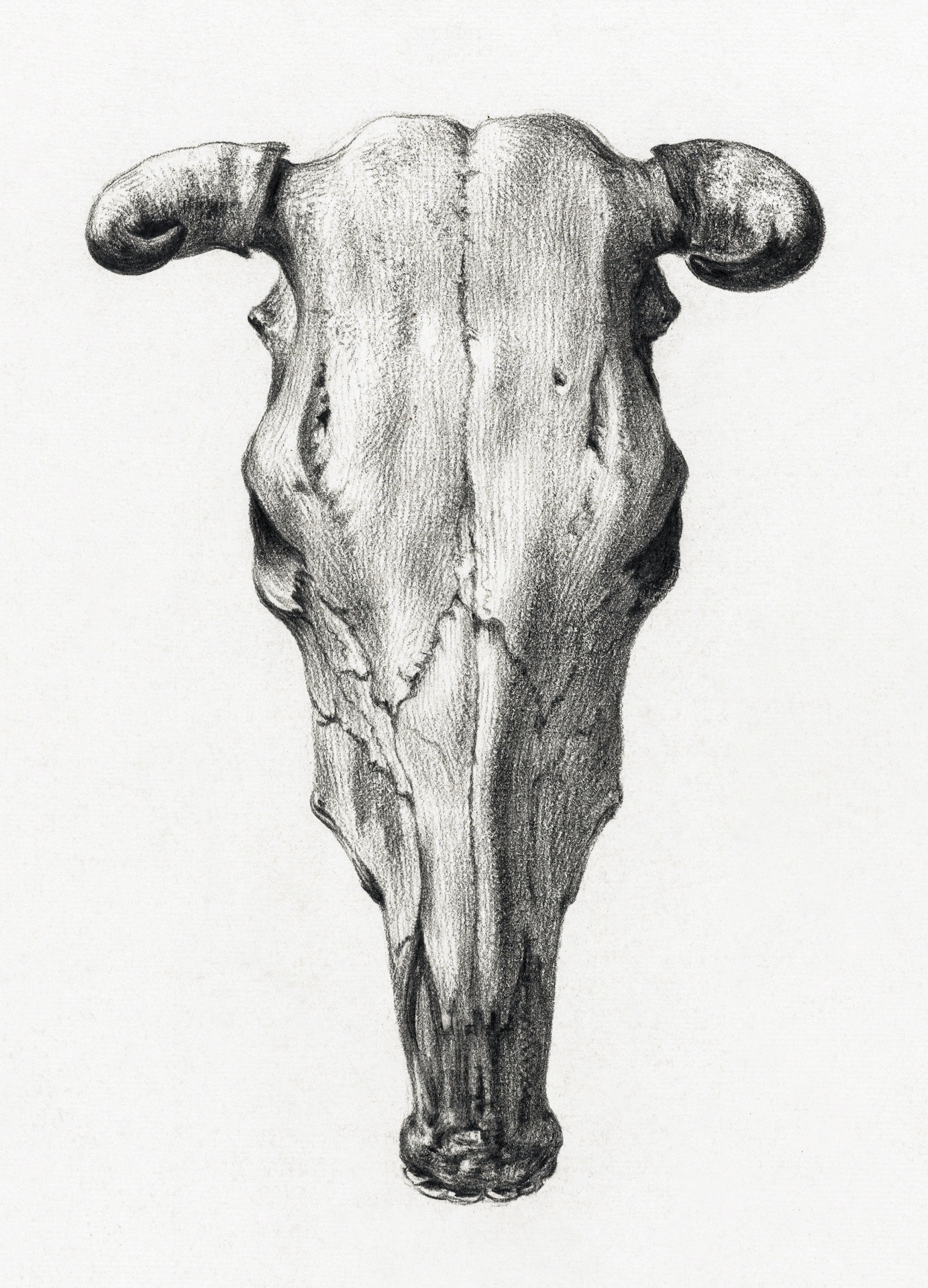 Cráneo cuernos de ganado vintage