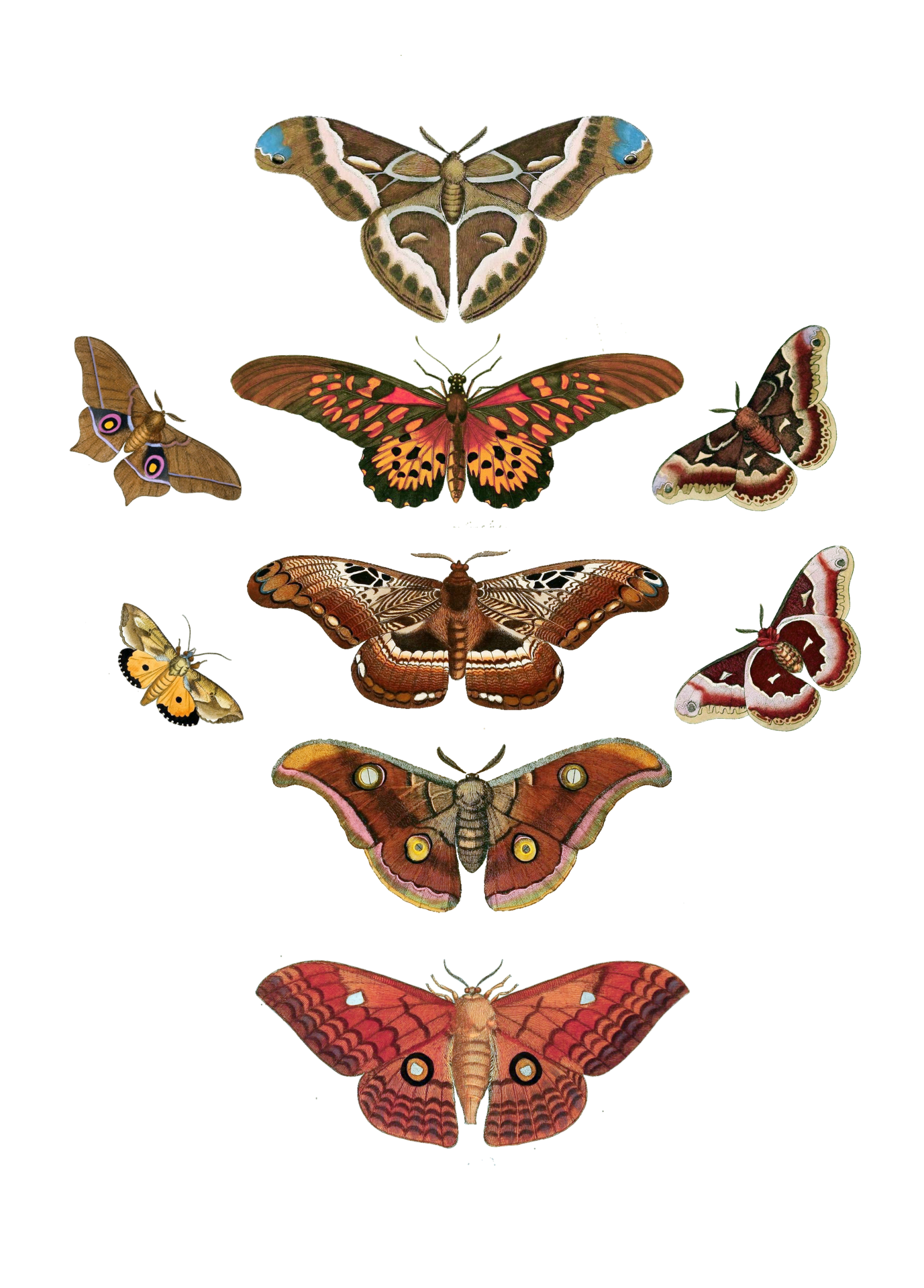 Butterfly Moth Moth Vintage