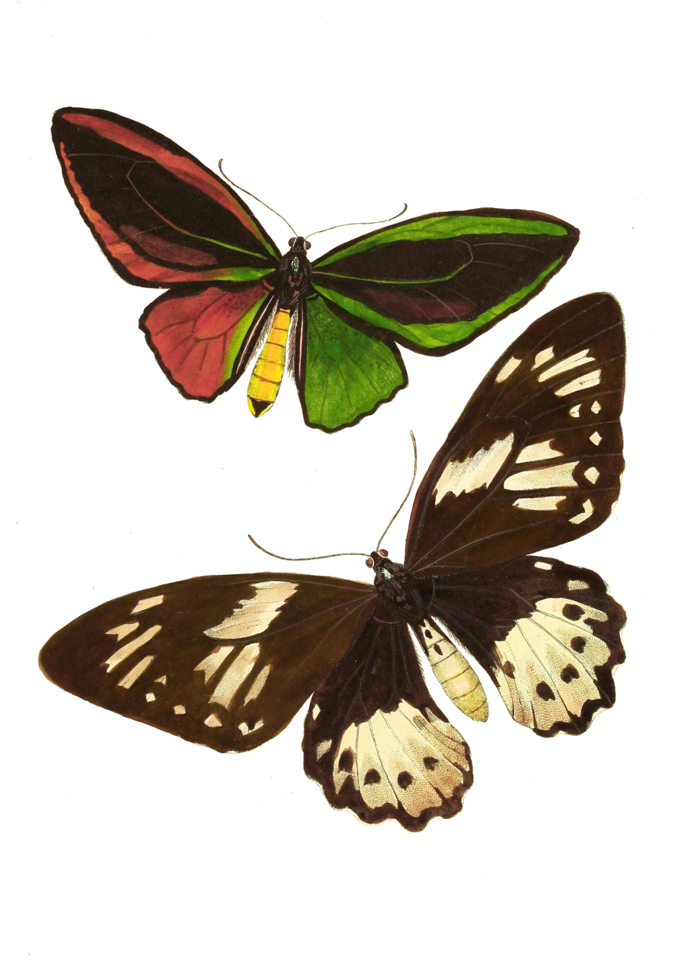 Arte vintage de la mariposa polilla