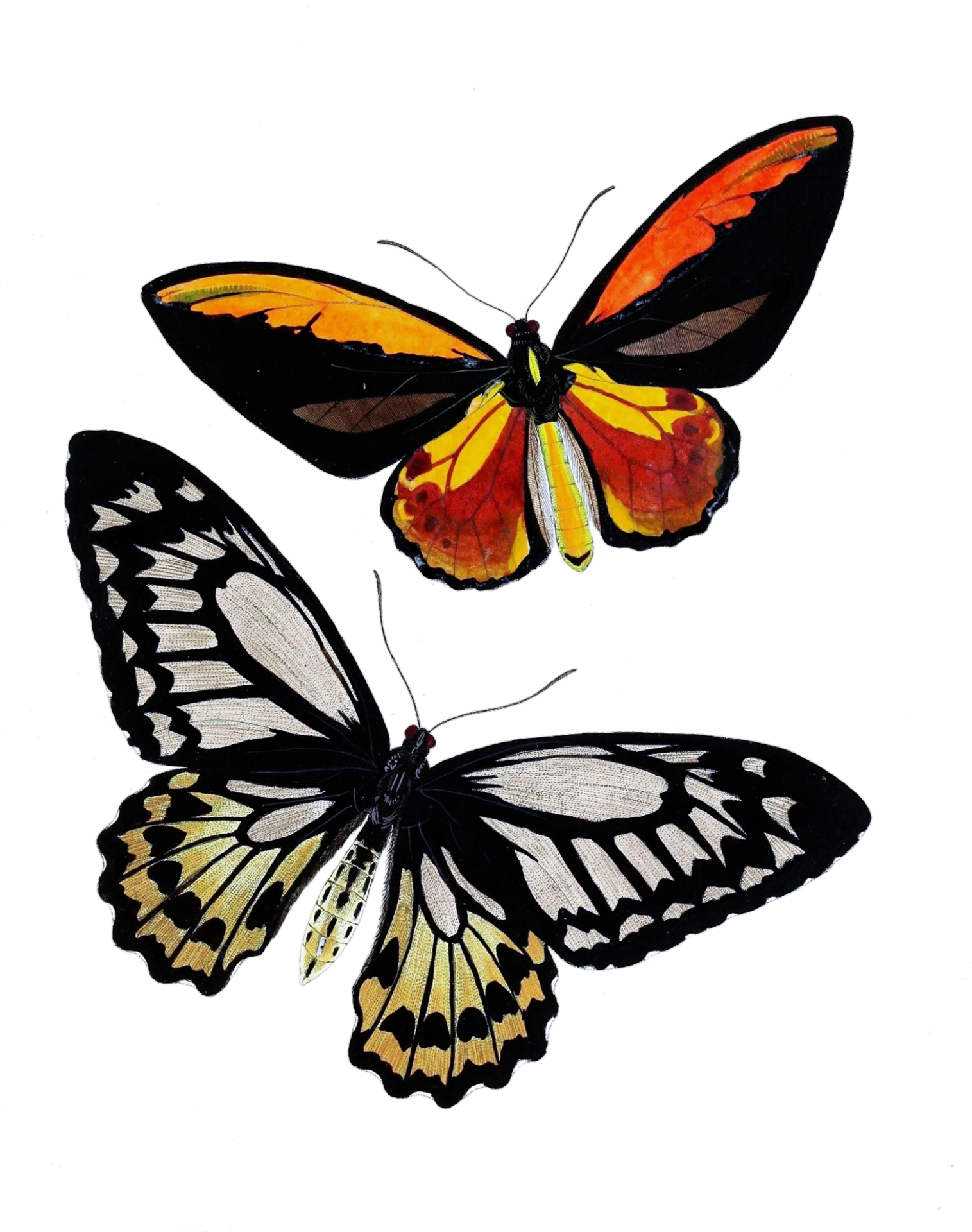 Бабочка мотылек винтажное искусство