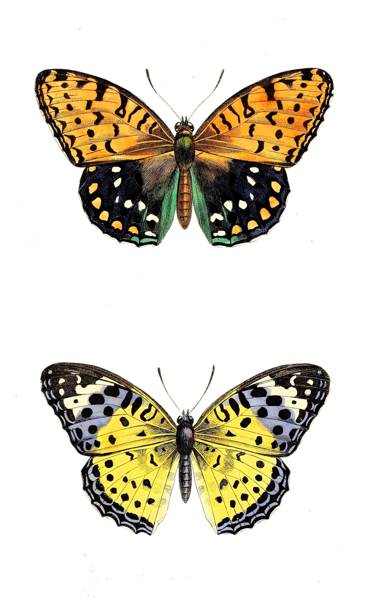Arte vintage de la mariposa polilla