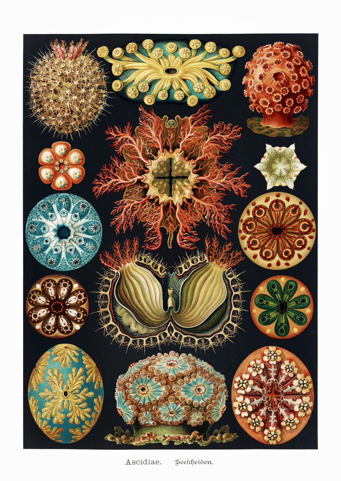 Hvězdice mořských ježků korálů vinobraní