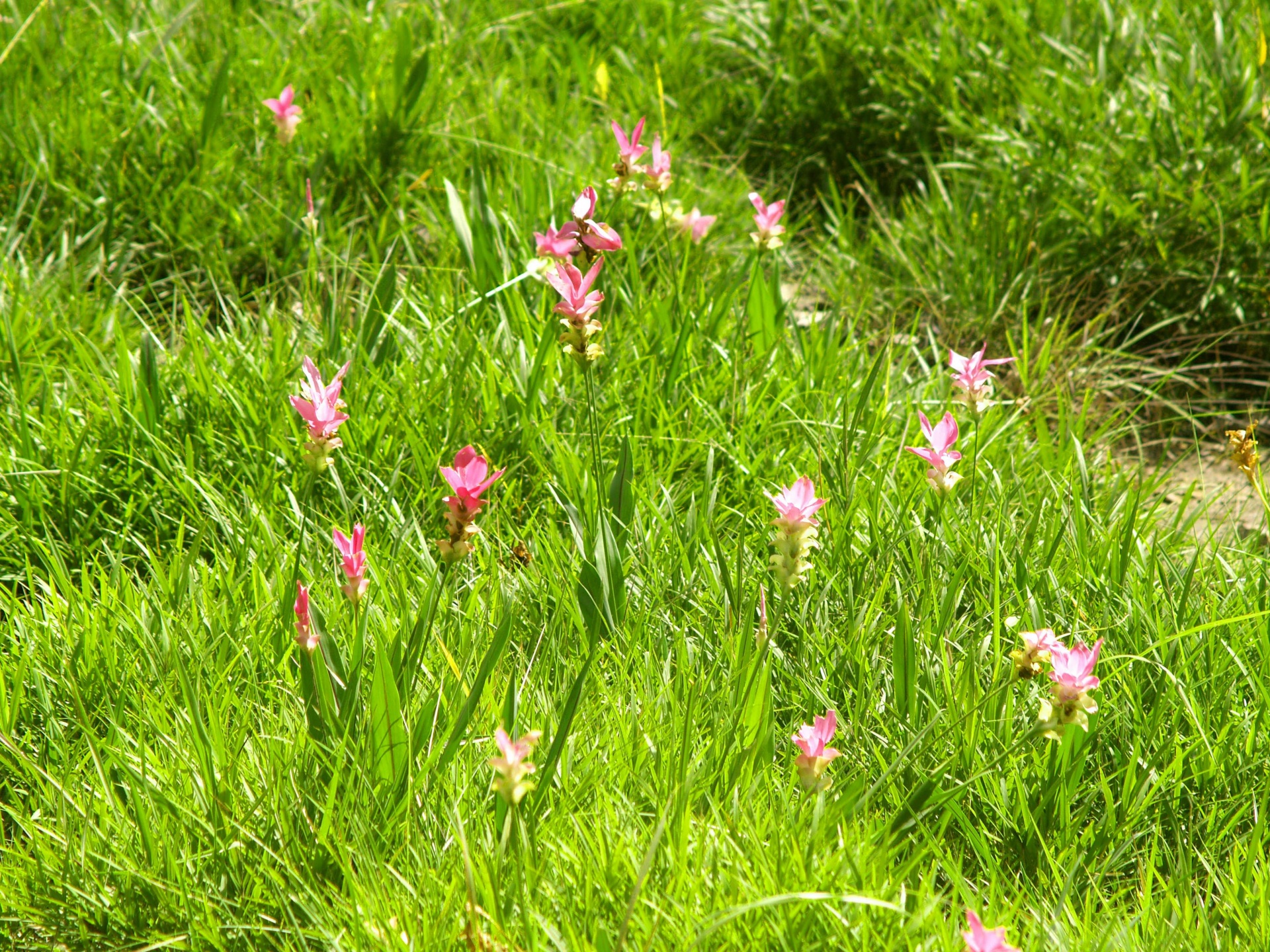 Siam Tulip Flower Pa Hin Ngam