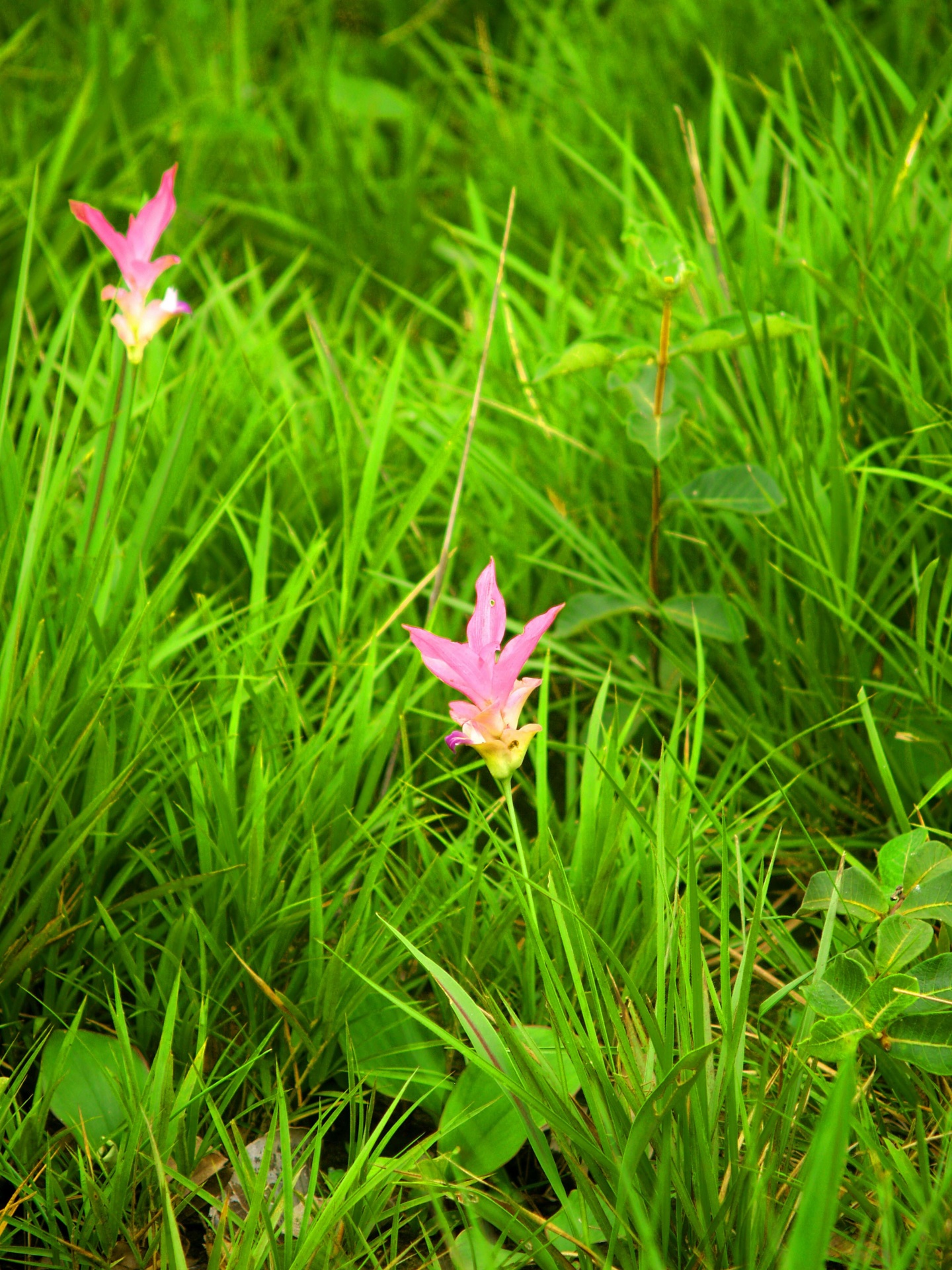 Siam Tulip Flower Pa Hin Ngam