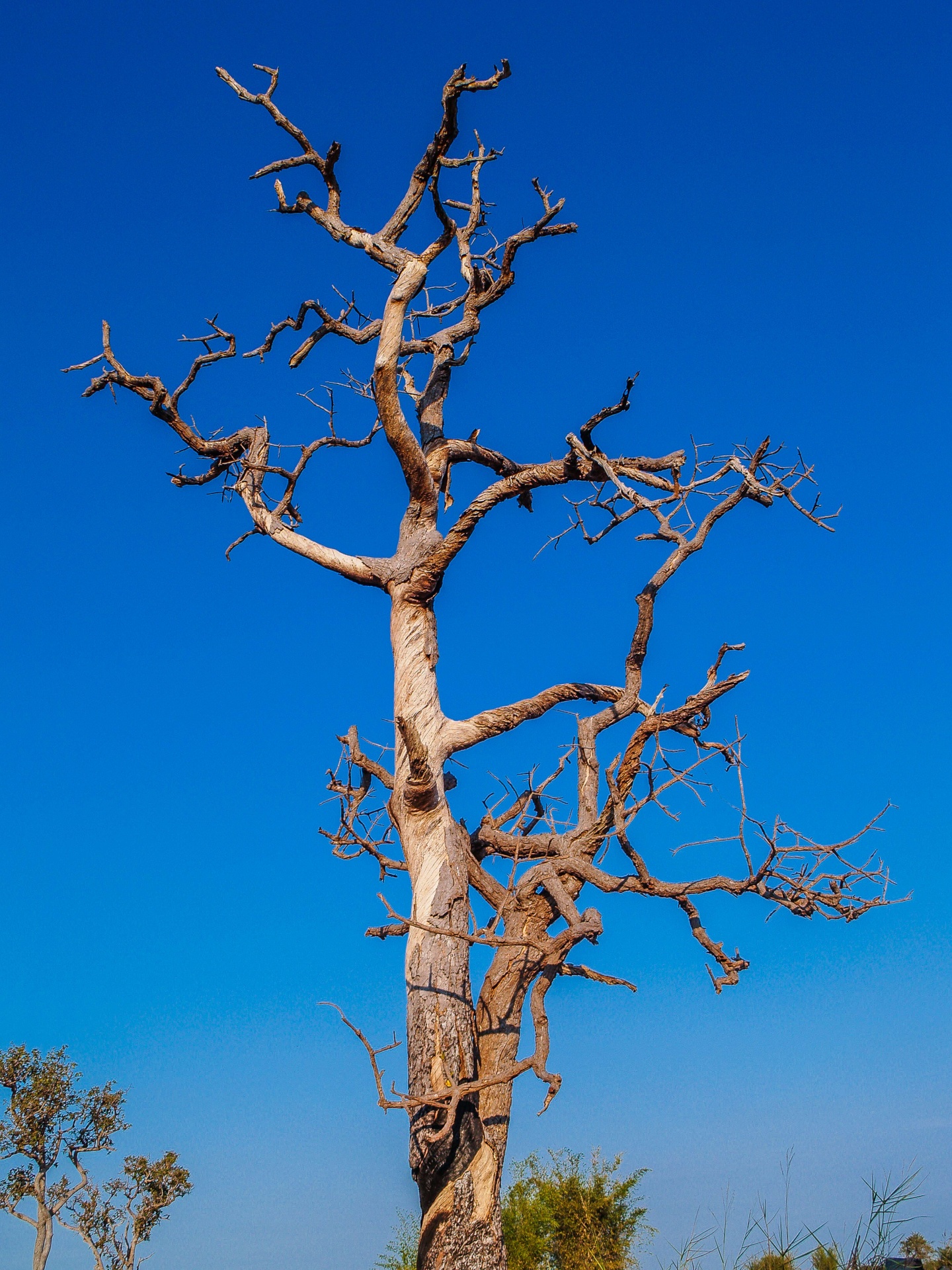 Retrato de silueta de árbol muerto