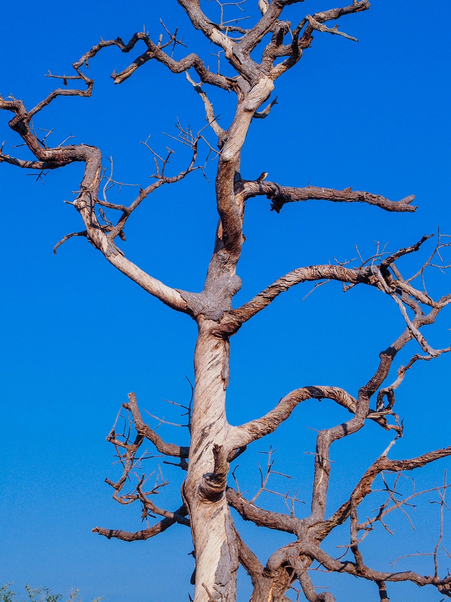 Silhouette Portrait Of Dead Tree Free Stock Photo - Public Domain Pictures