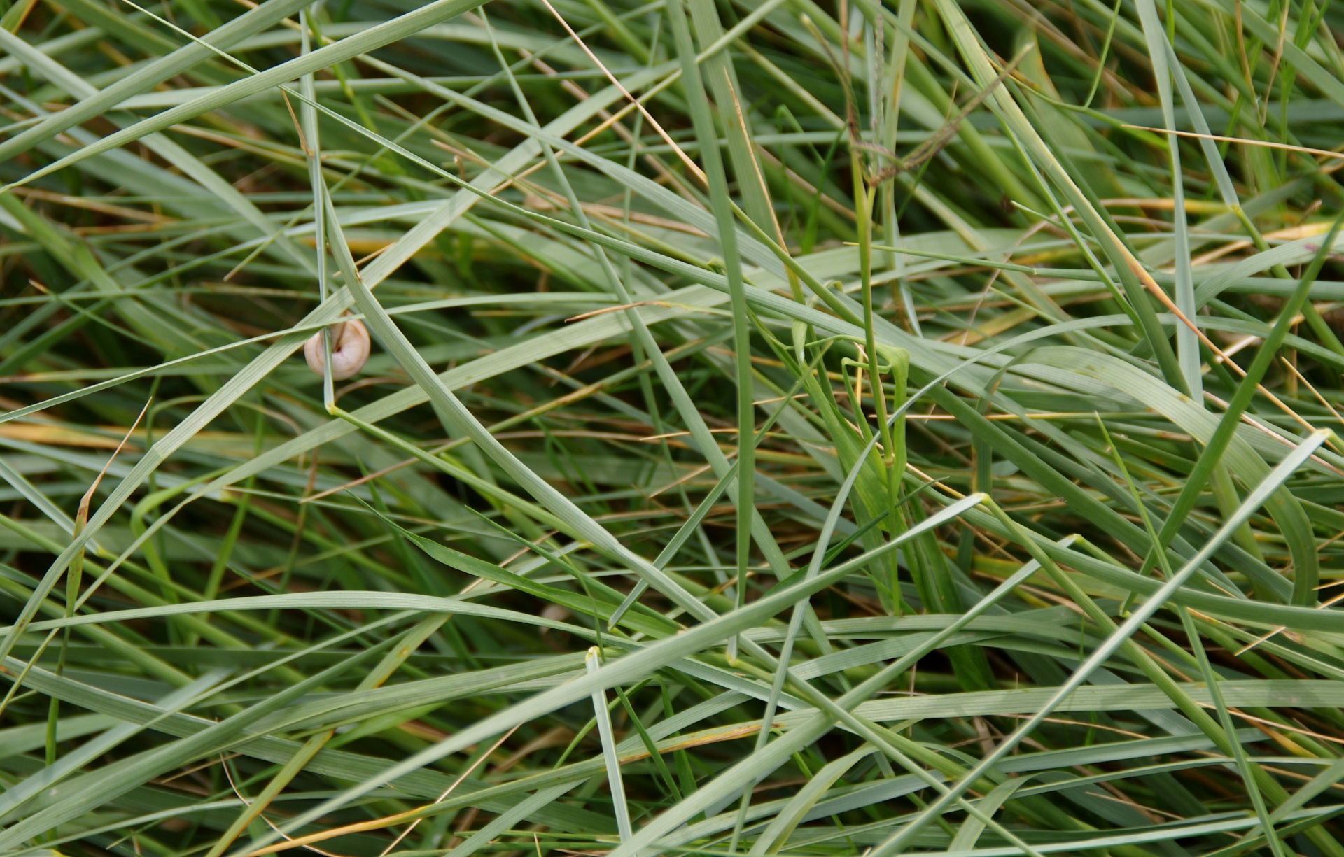 Kleine slak op grasachtergrond