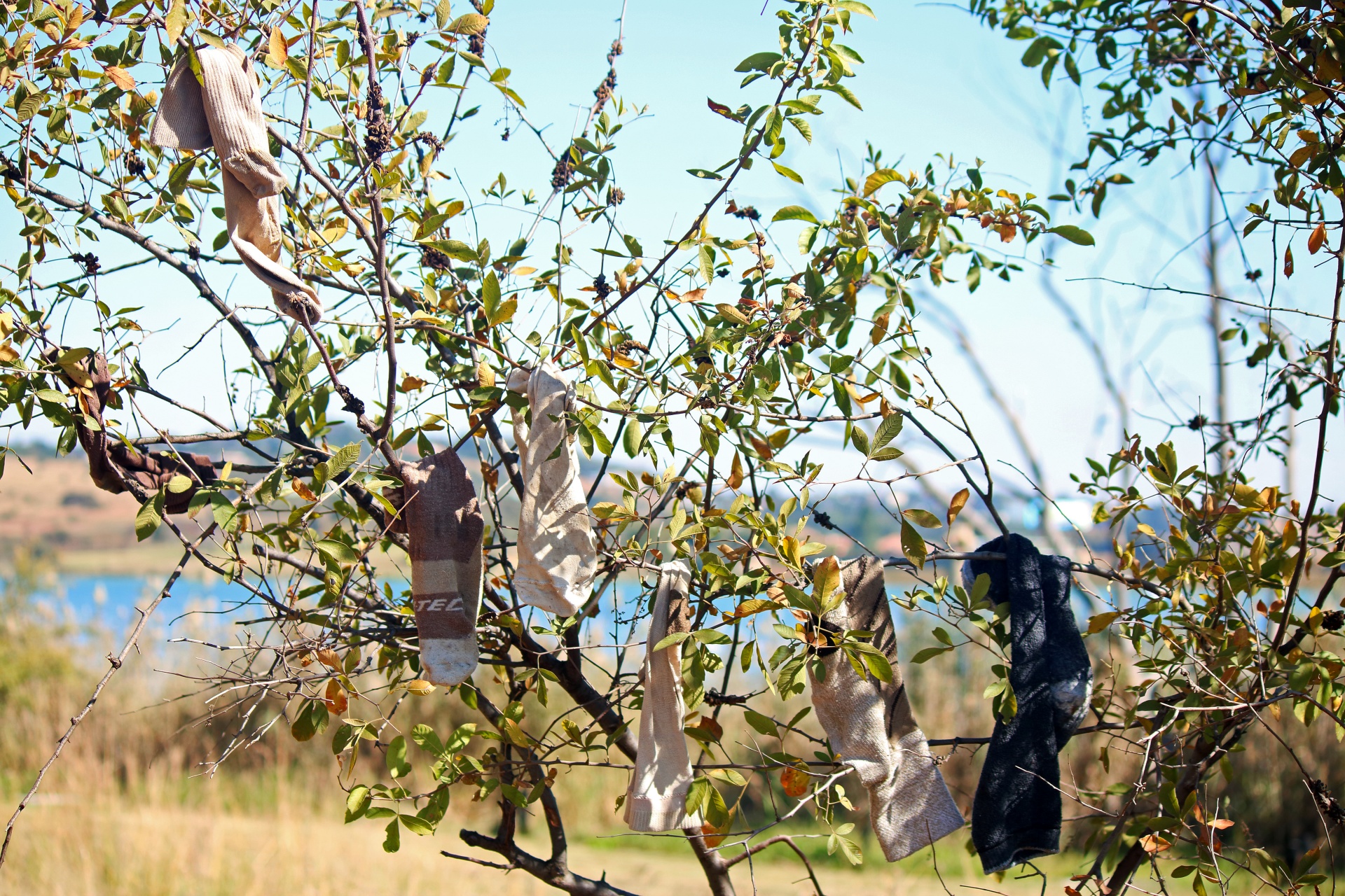 Calcetines colgados en un árbol