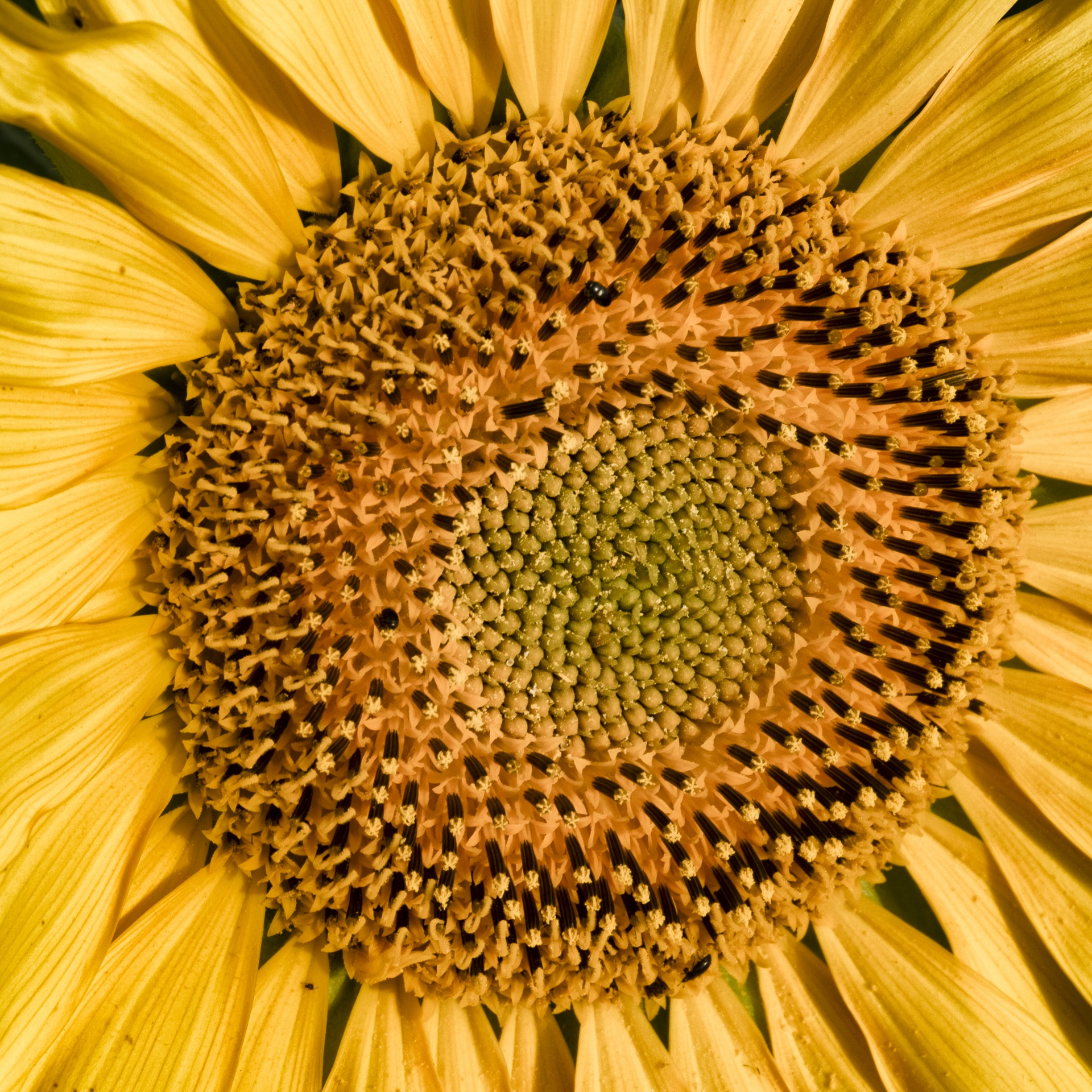 Sunflower V.
