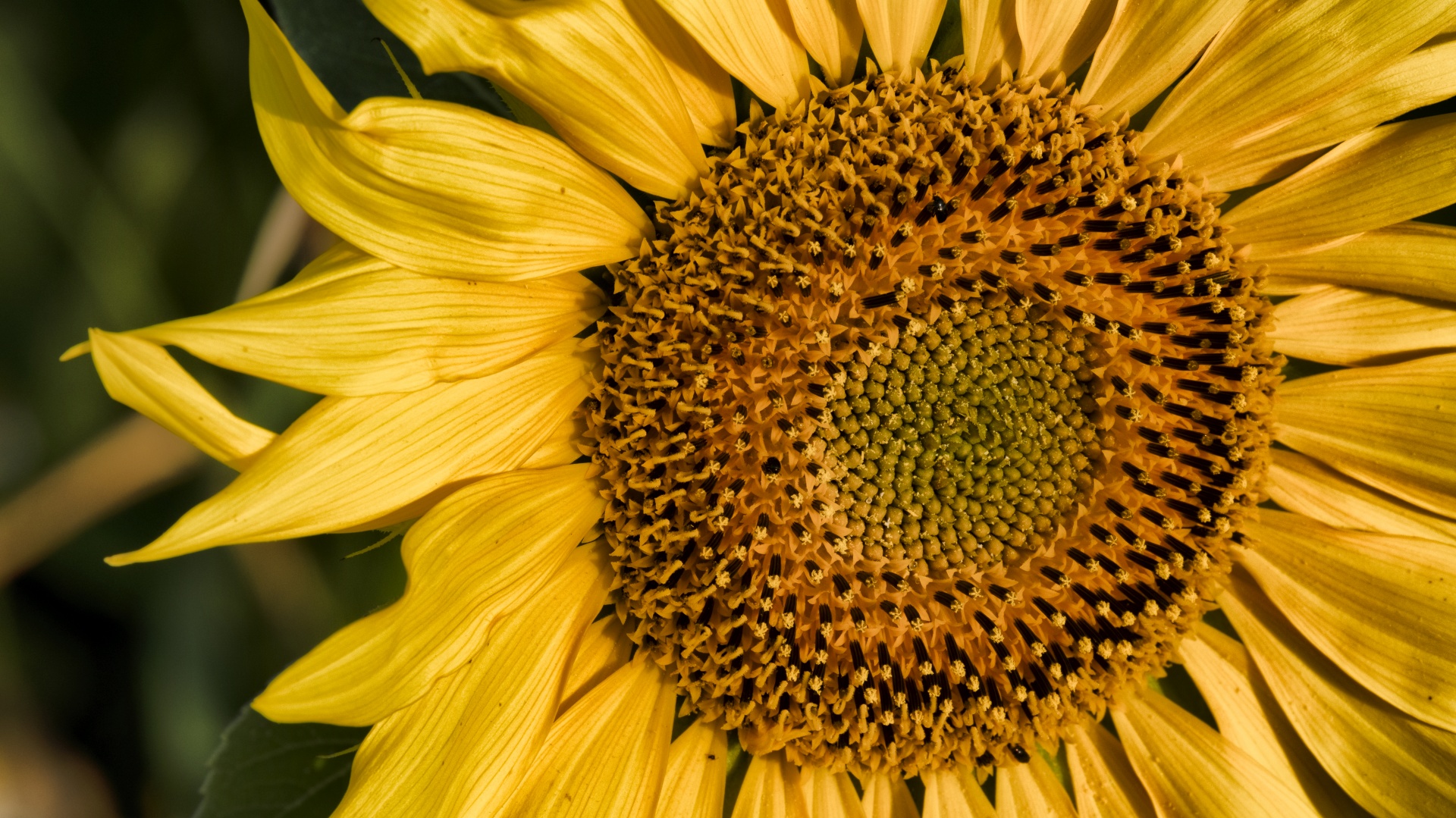 Sunflower VI.