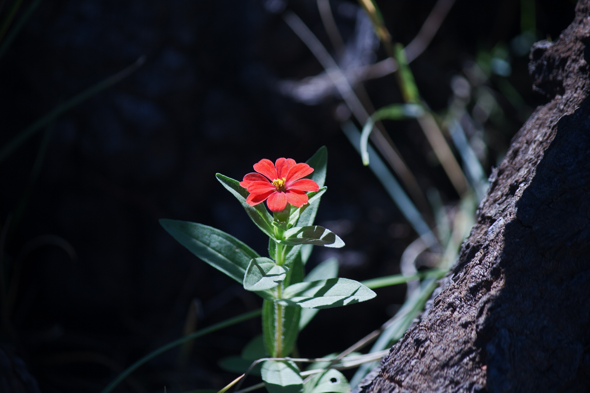 Luz del sol en flor de zinnia rojo salva