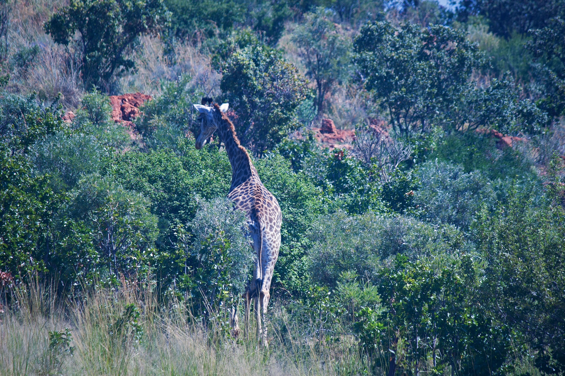 Hoge giraf van achteren in Afrika