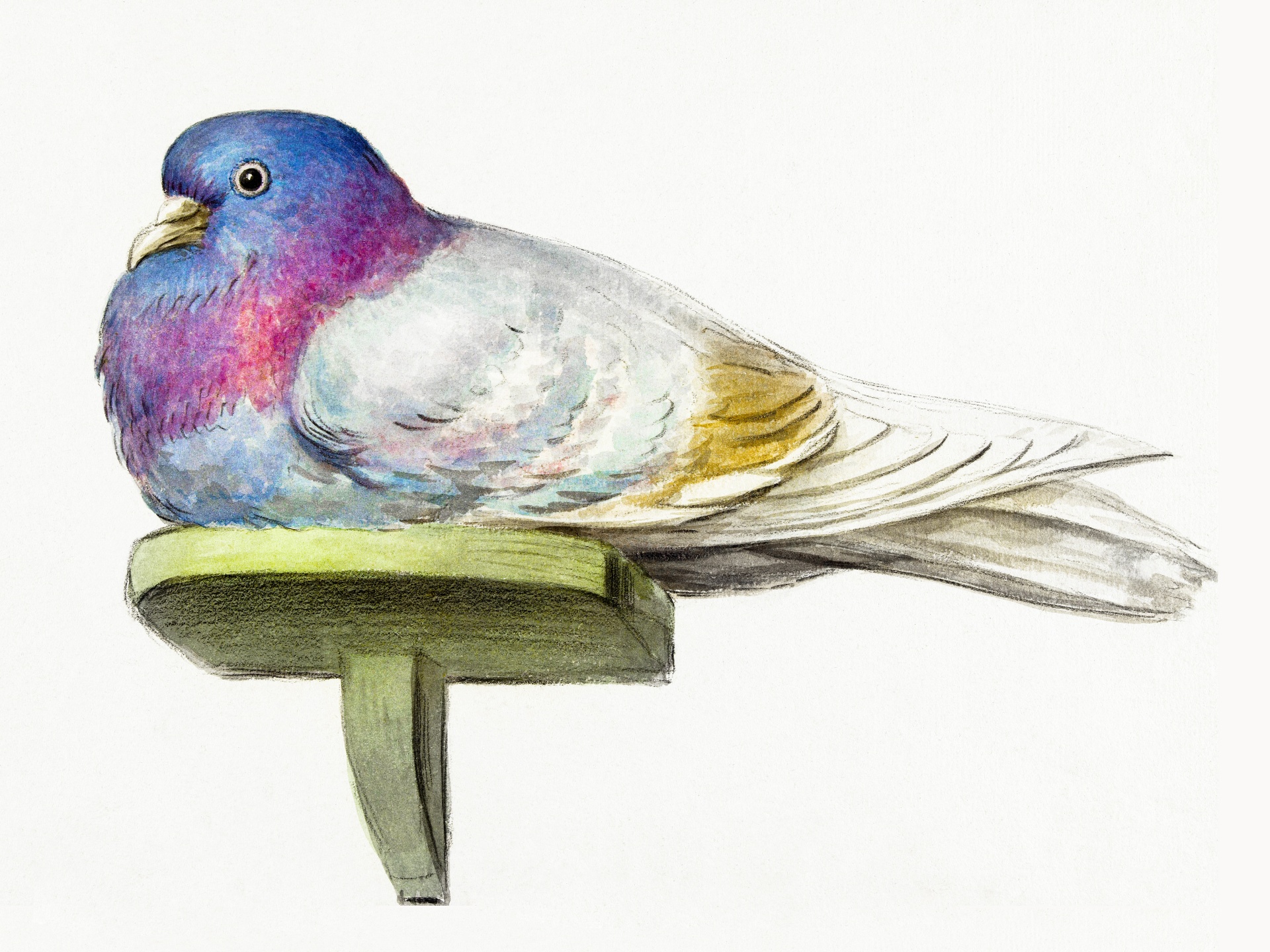 Dove Bird Vintage Art