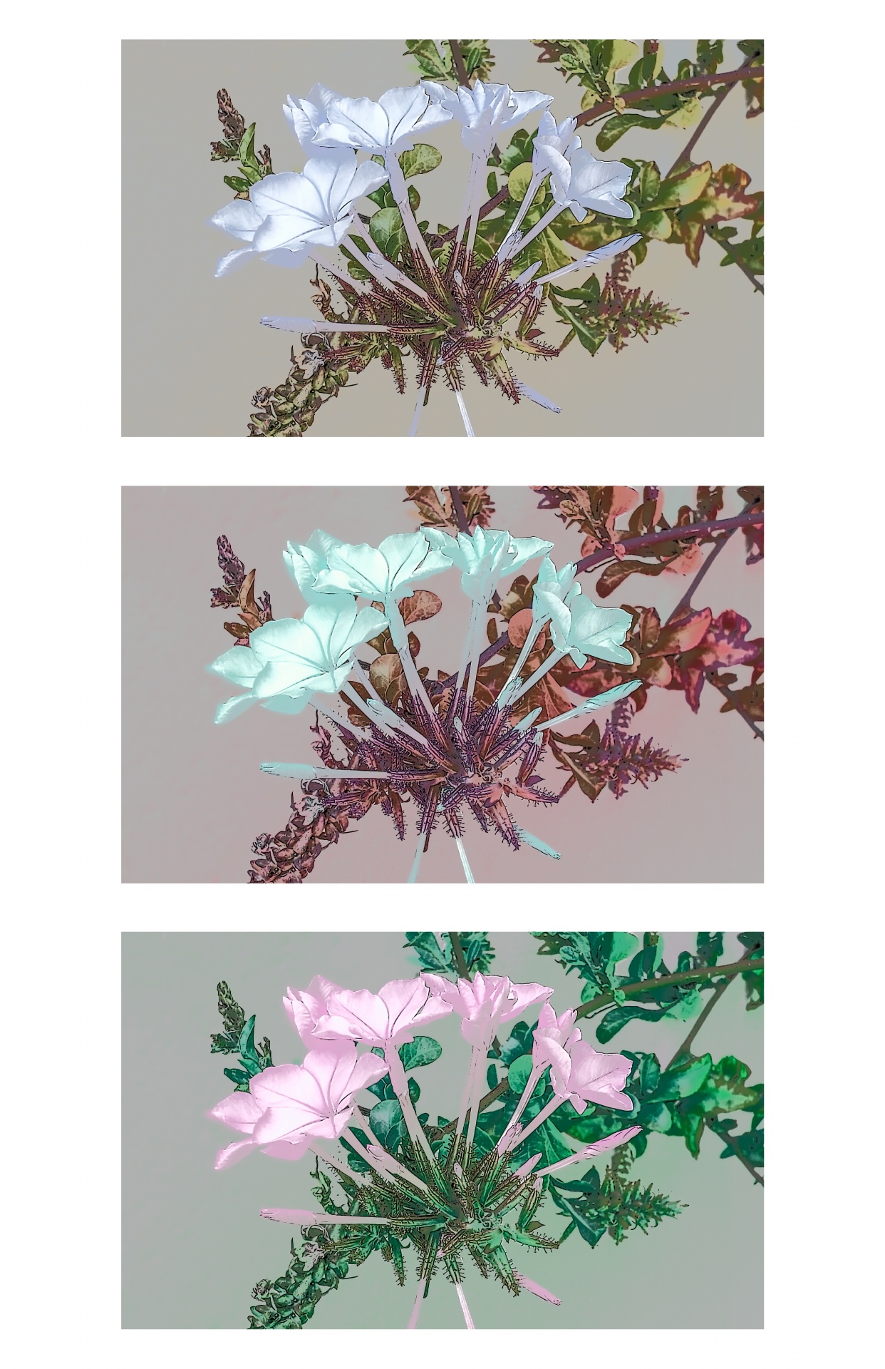 Tres bloques de arte floral