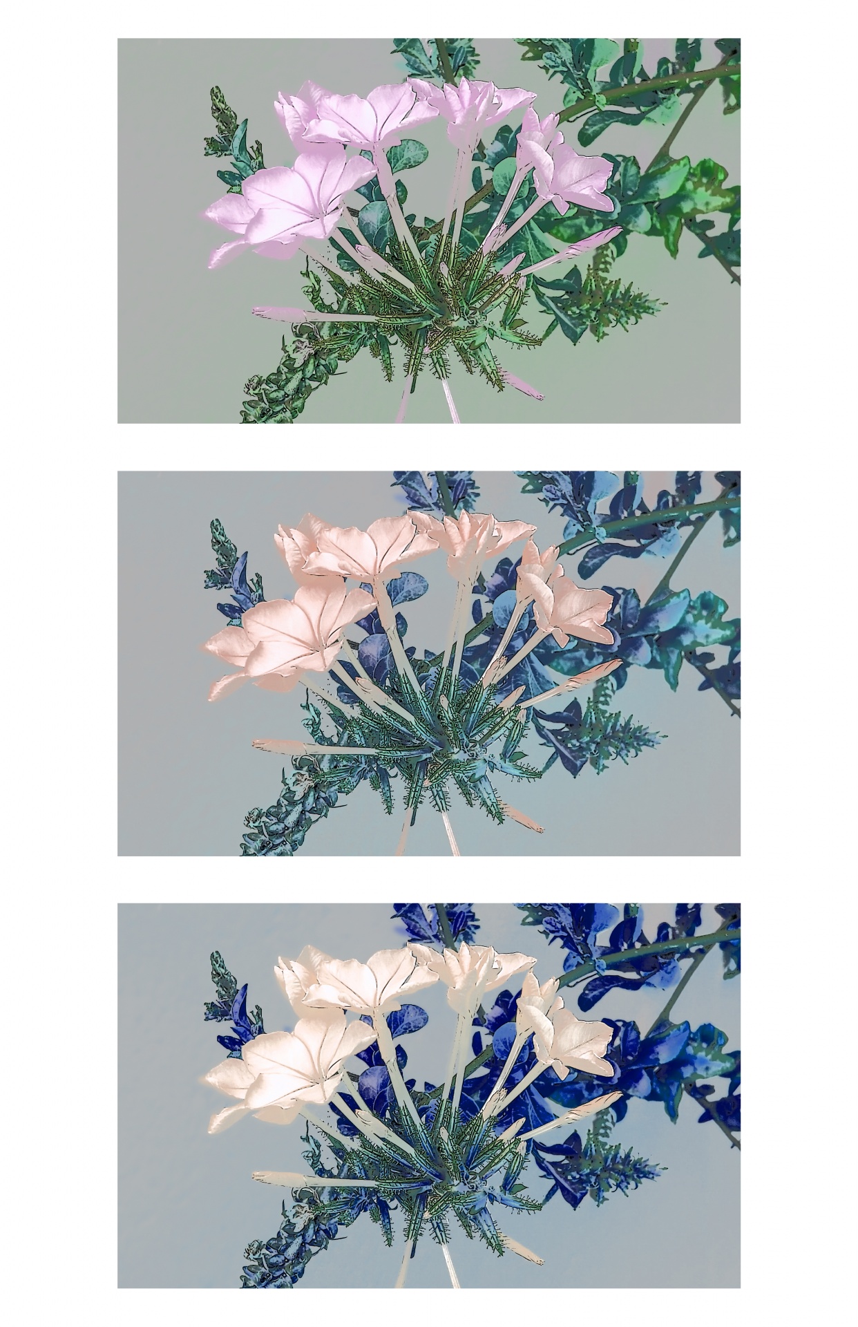 Three Flower Art Boards Background