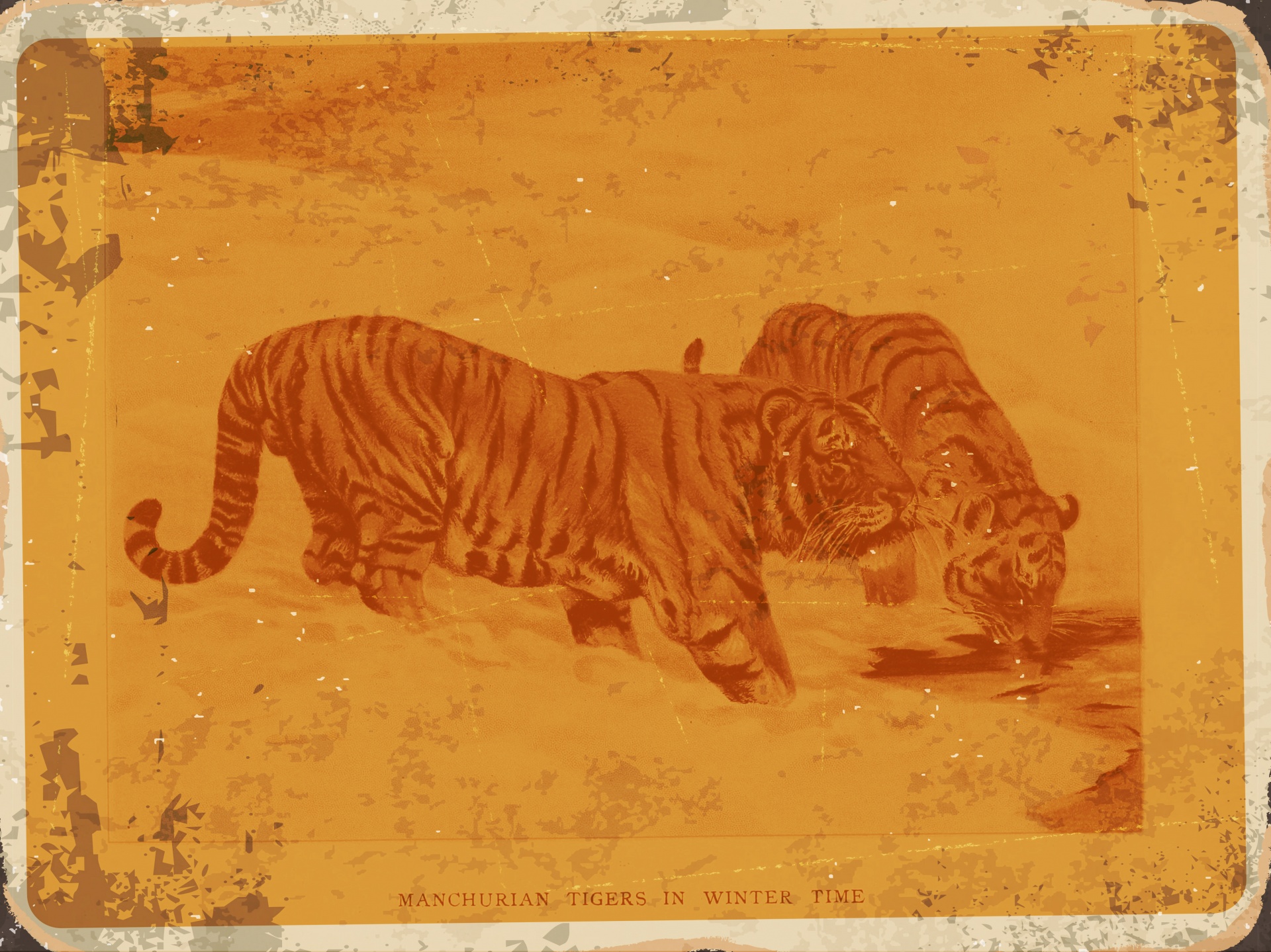 Tigre vintage