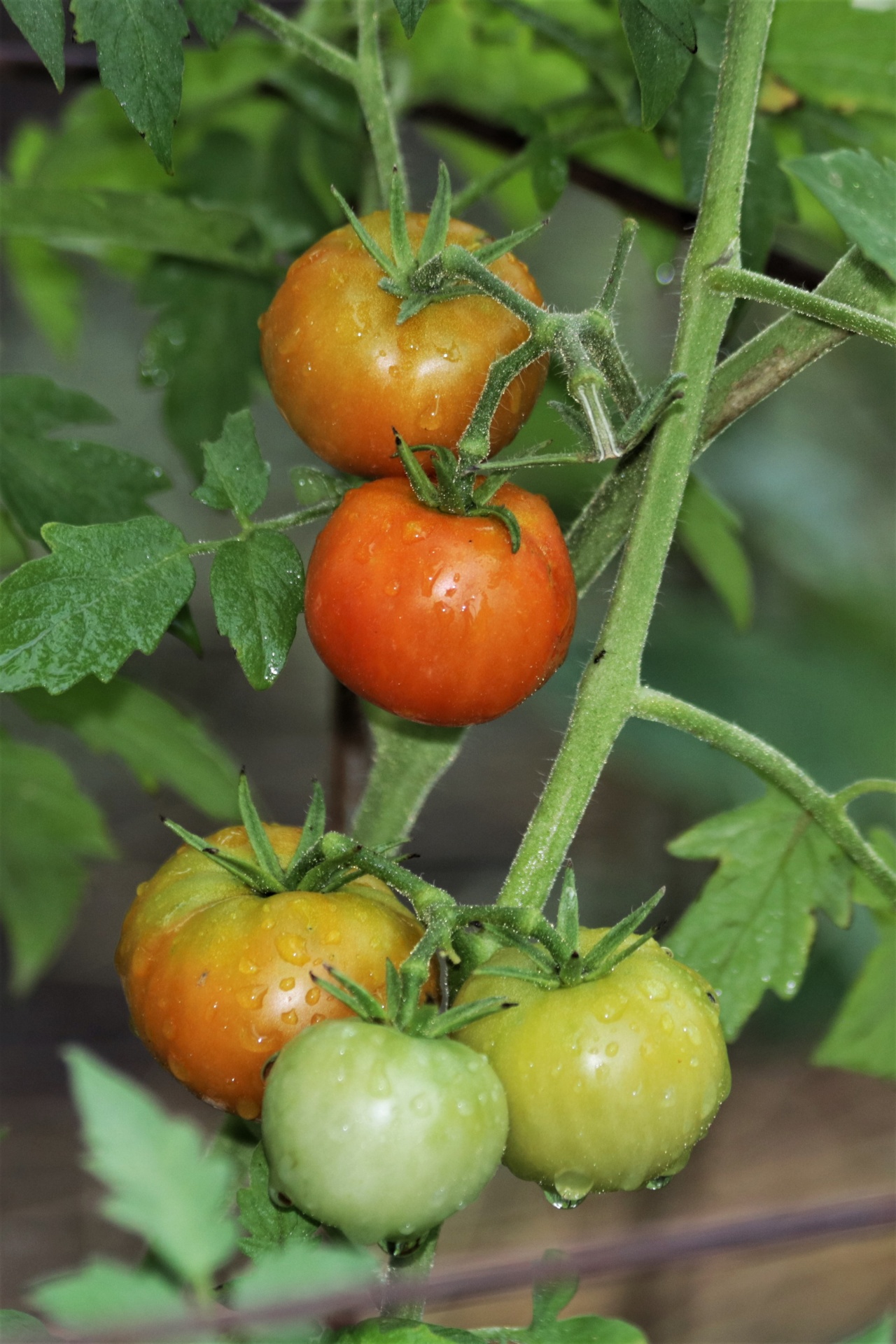 Tomatoes Ripening On Vine Free Stock Photo Public Domain Pictures