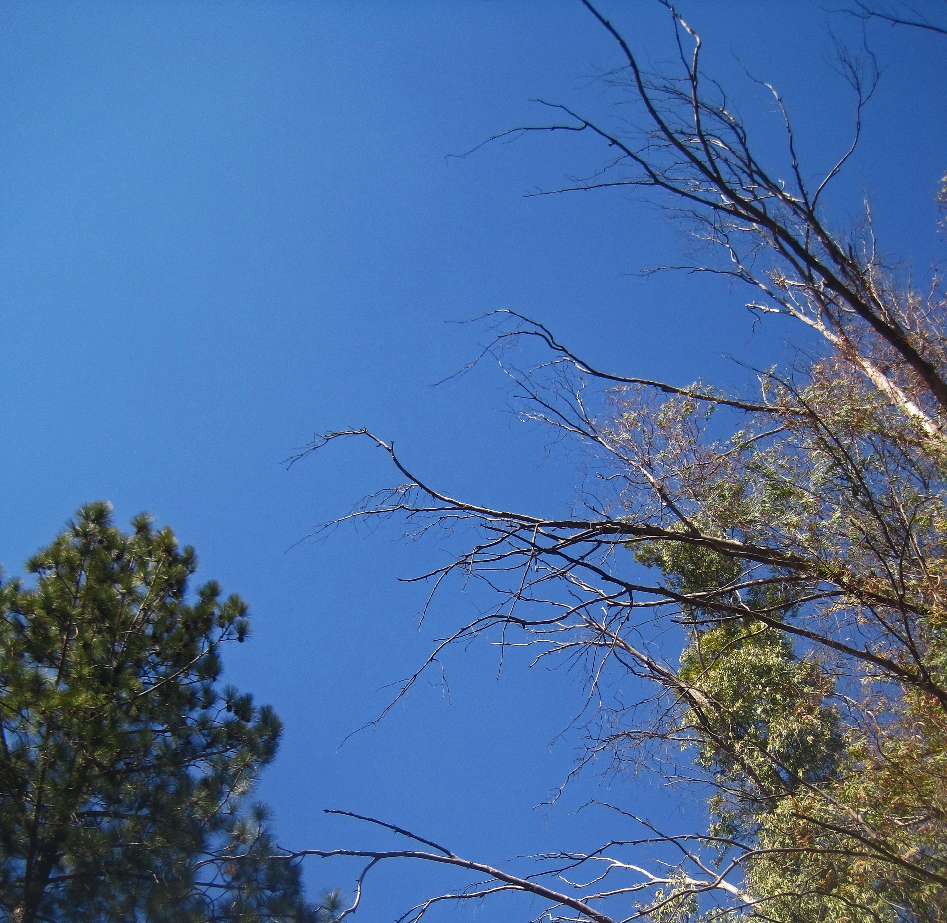 Toppen van bomen tegen blauwe hemel