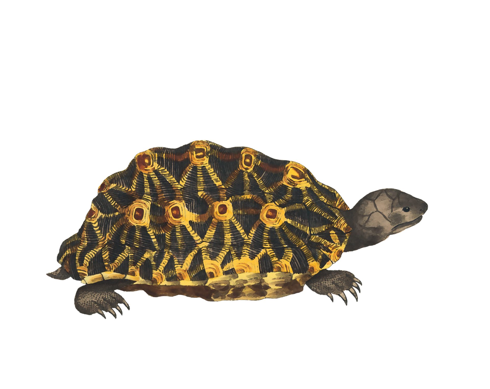 Turtle aquarel