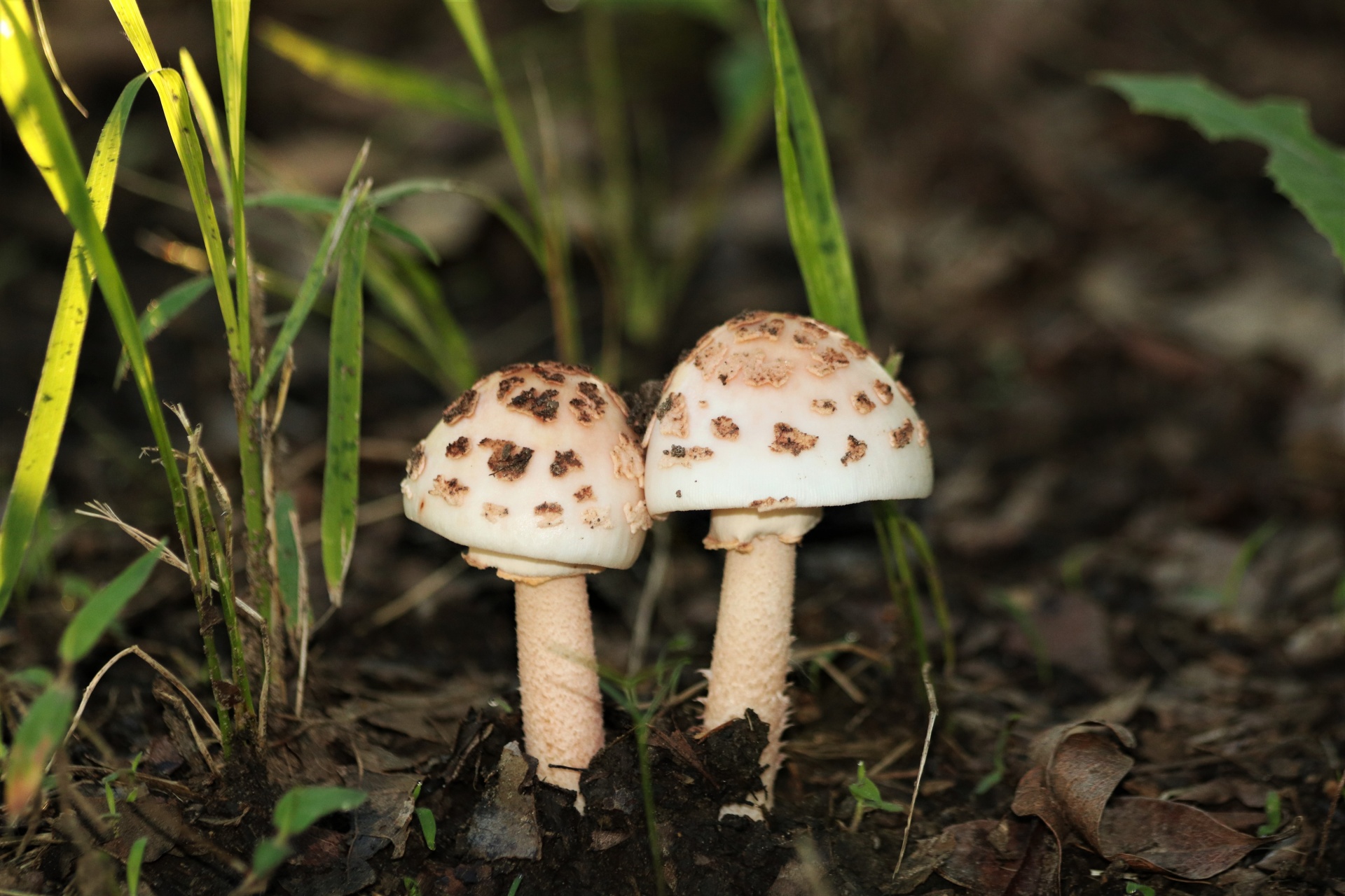 Twee Amanita Blusher-paddenstoelen