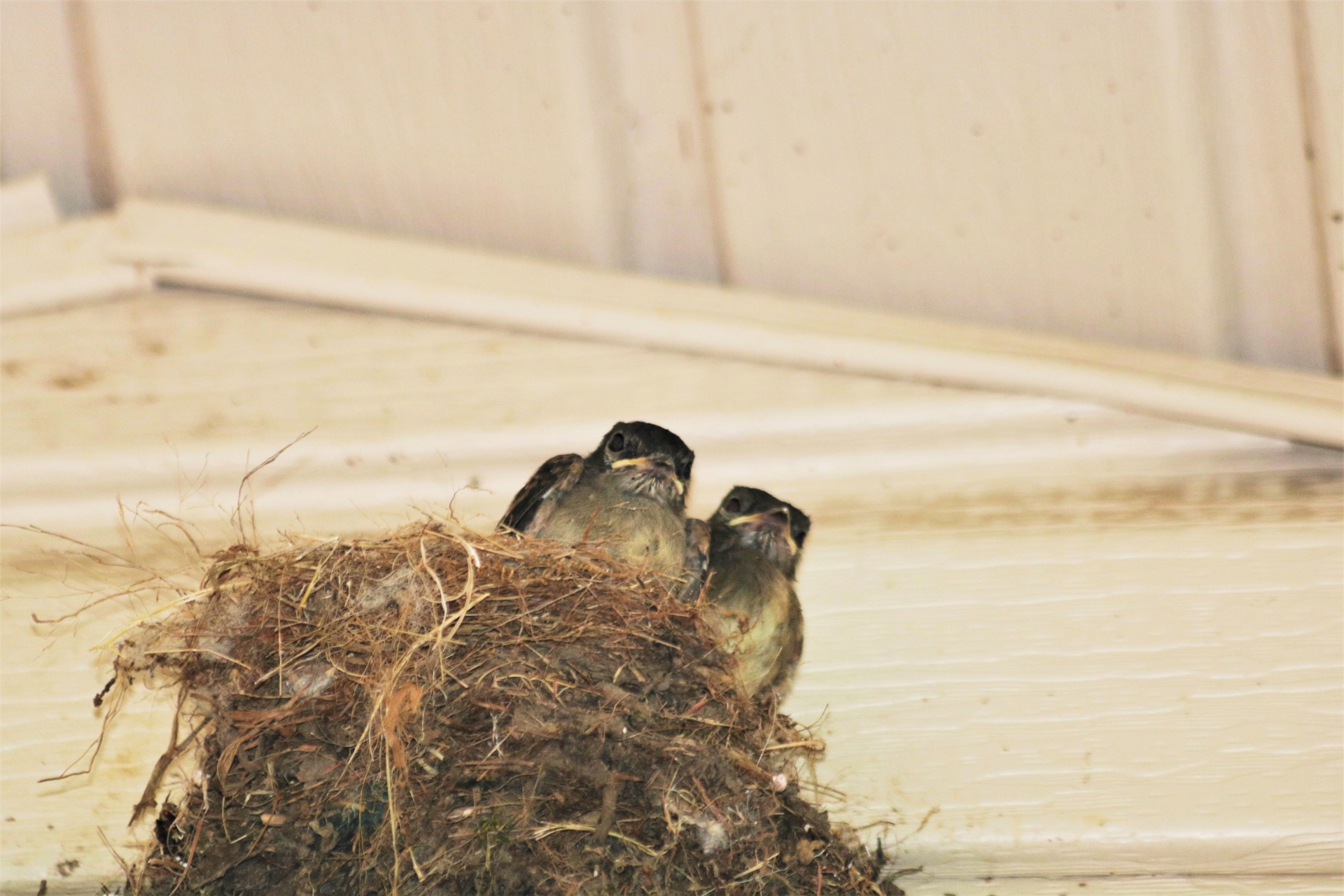 Twee Baby vogels in Nest