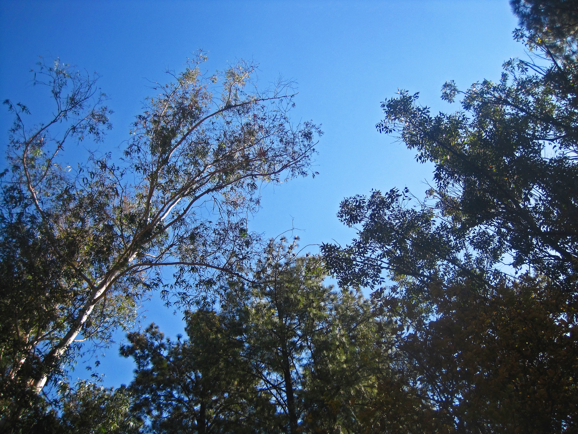 Upwards View Of Tree Tops