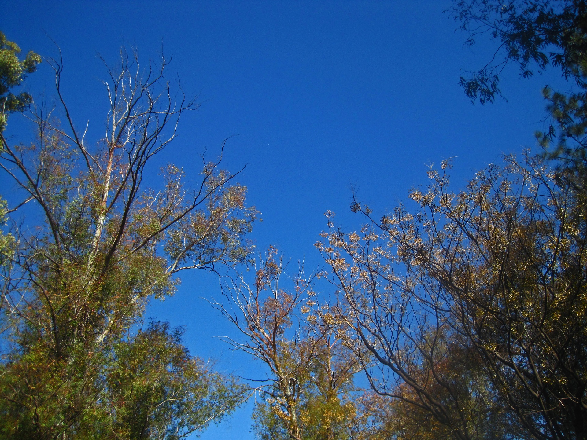 Bekijk omhoog in blauwe hemel met boombo