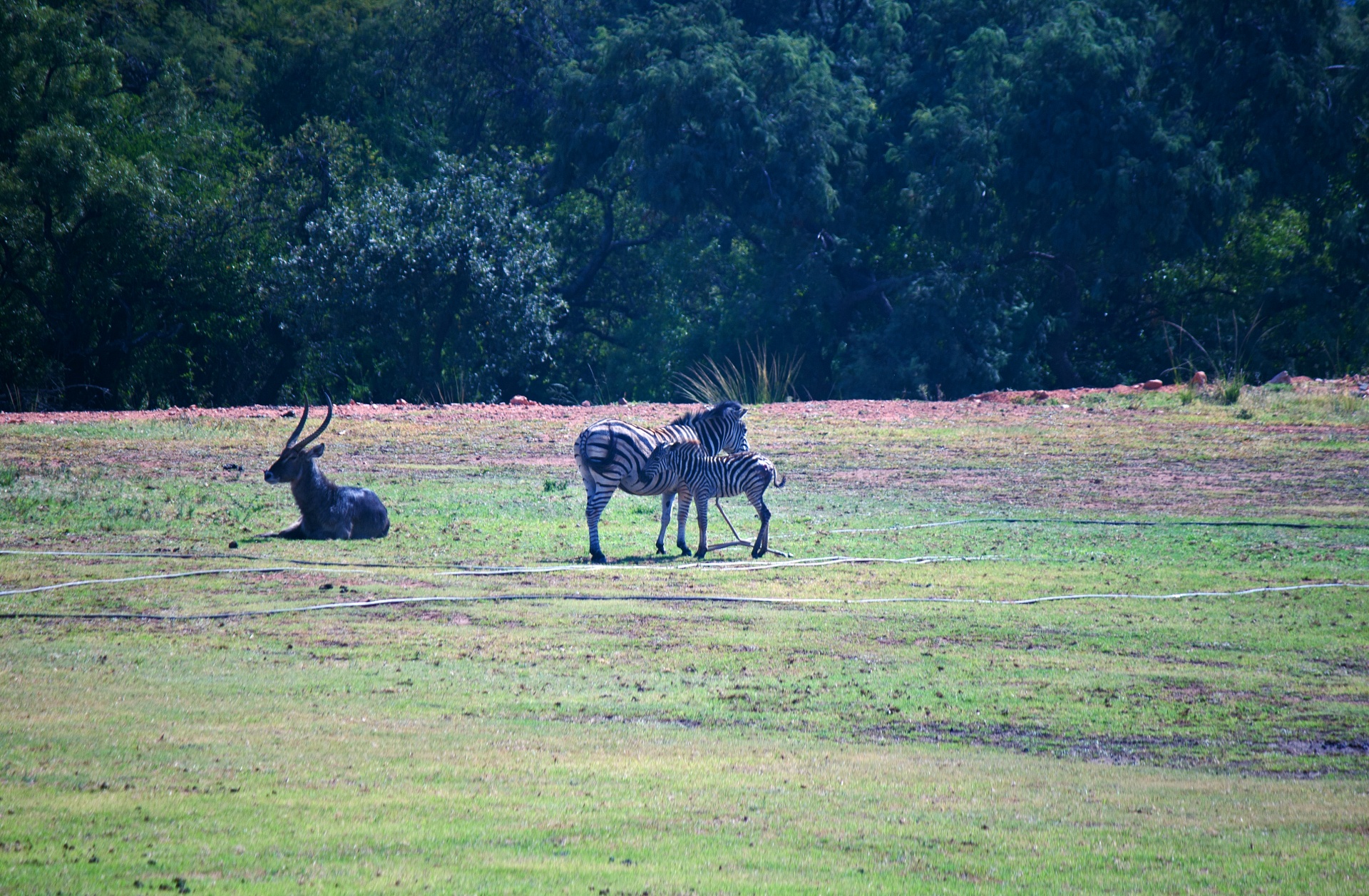Water buck en zebra op vlakke veld