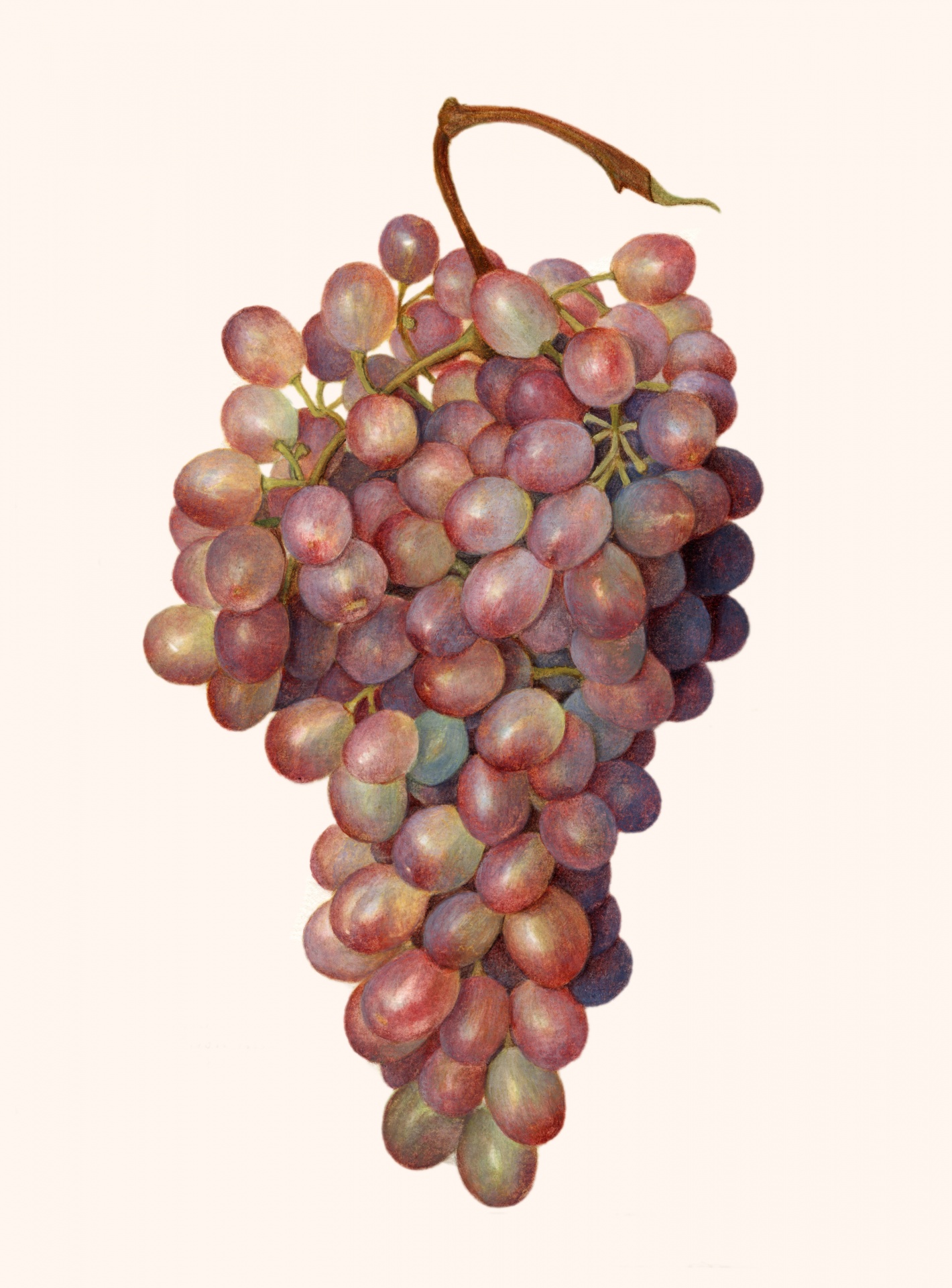 Grapes Fruit Fruit Vintage