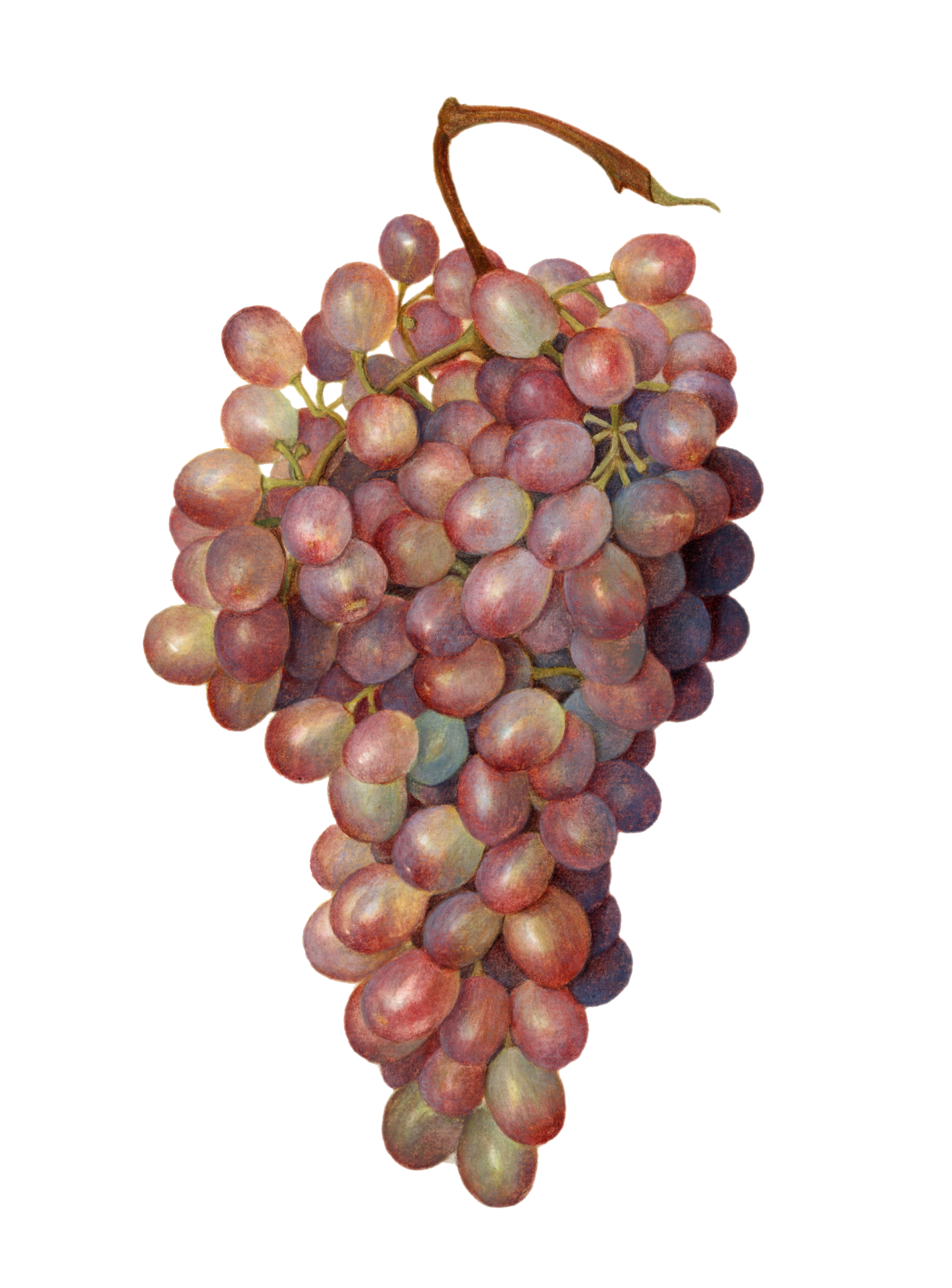 Uvas fruta fruta vintage