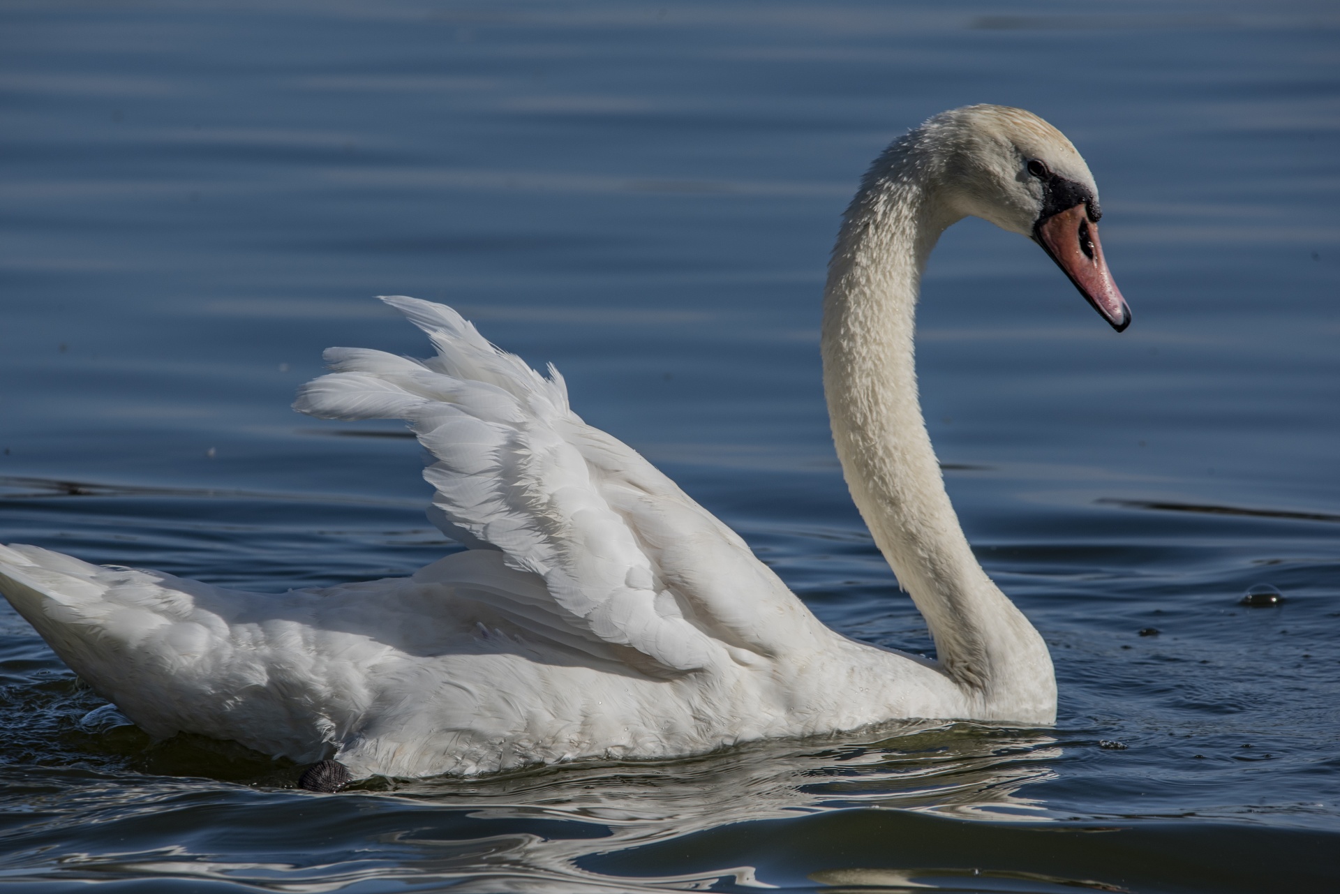 Cisne blanco en el lago
