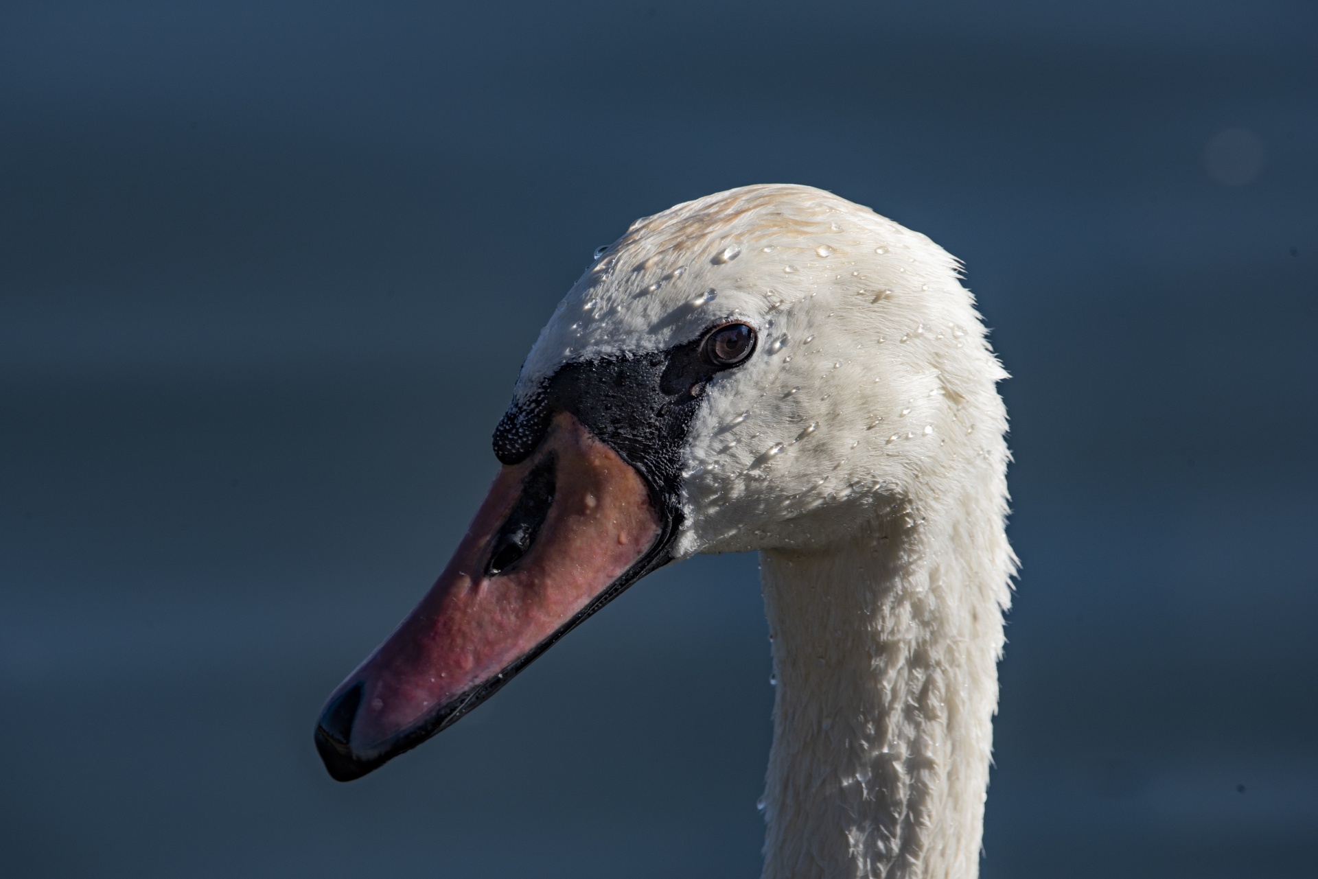 White Swan Portrait