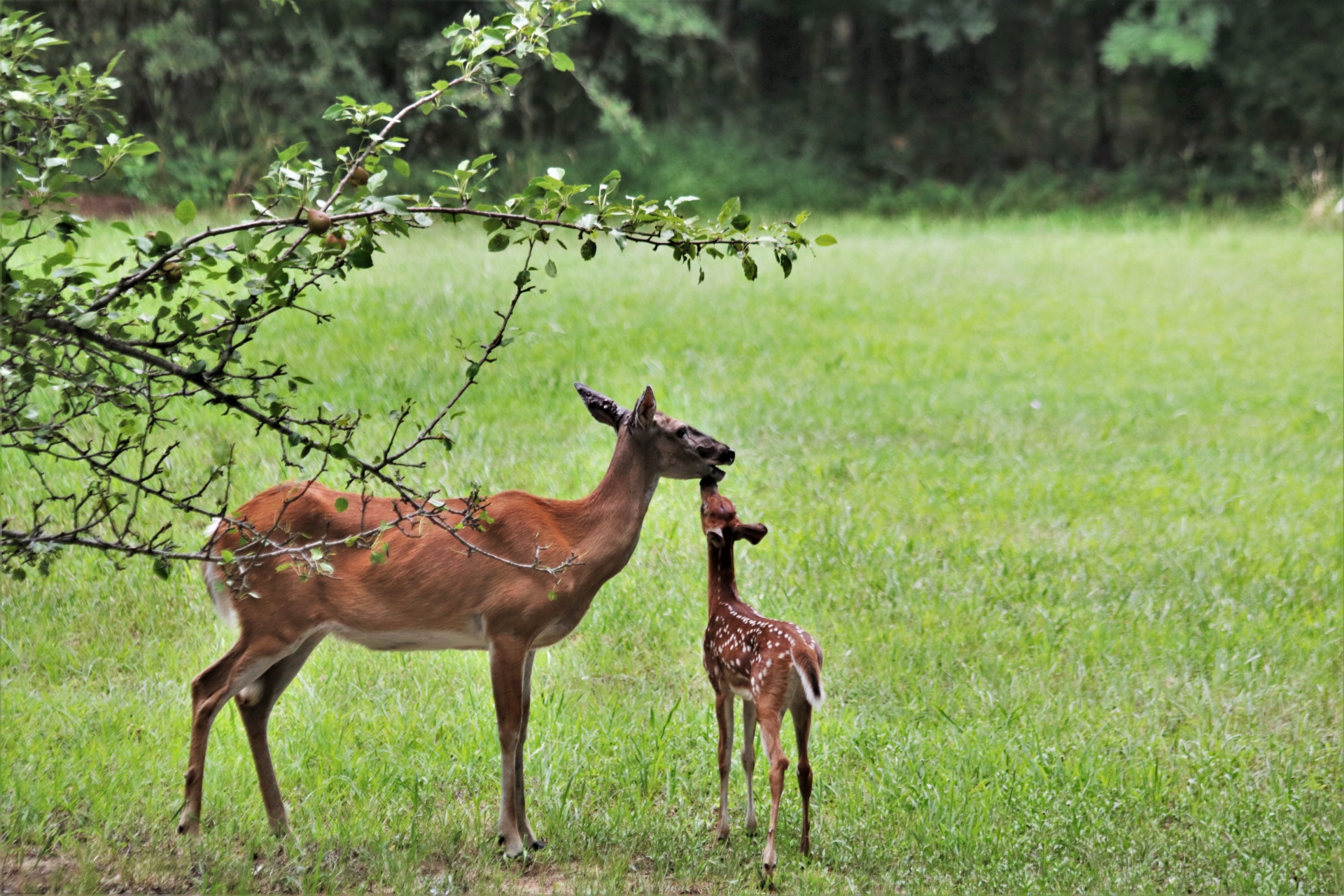 White-tail Doe And Fawn In Spring