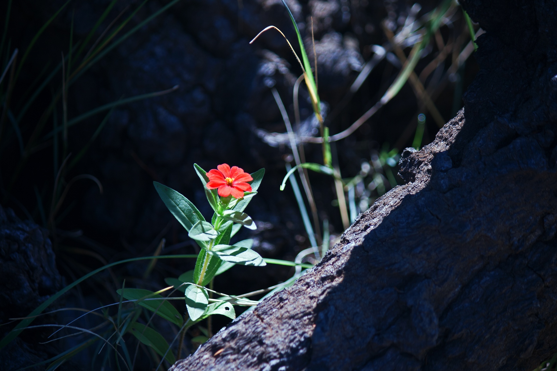 Flor de zinnia roja salvaje entre roca