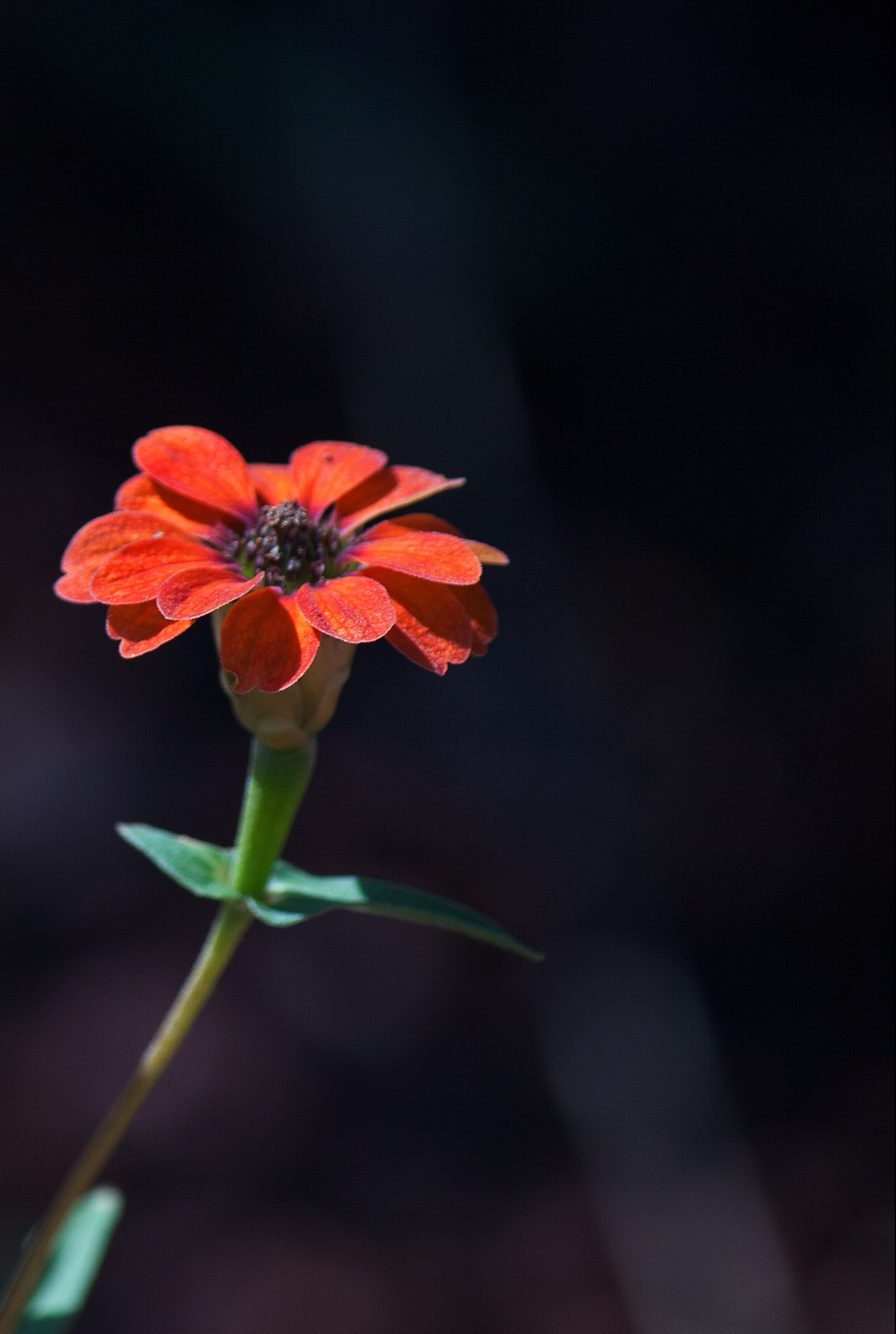 Flor de zinnia rojo salvaje en la natura