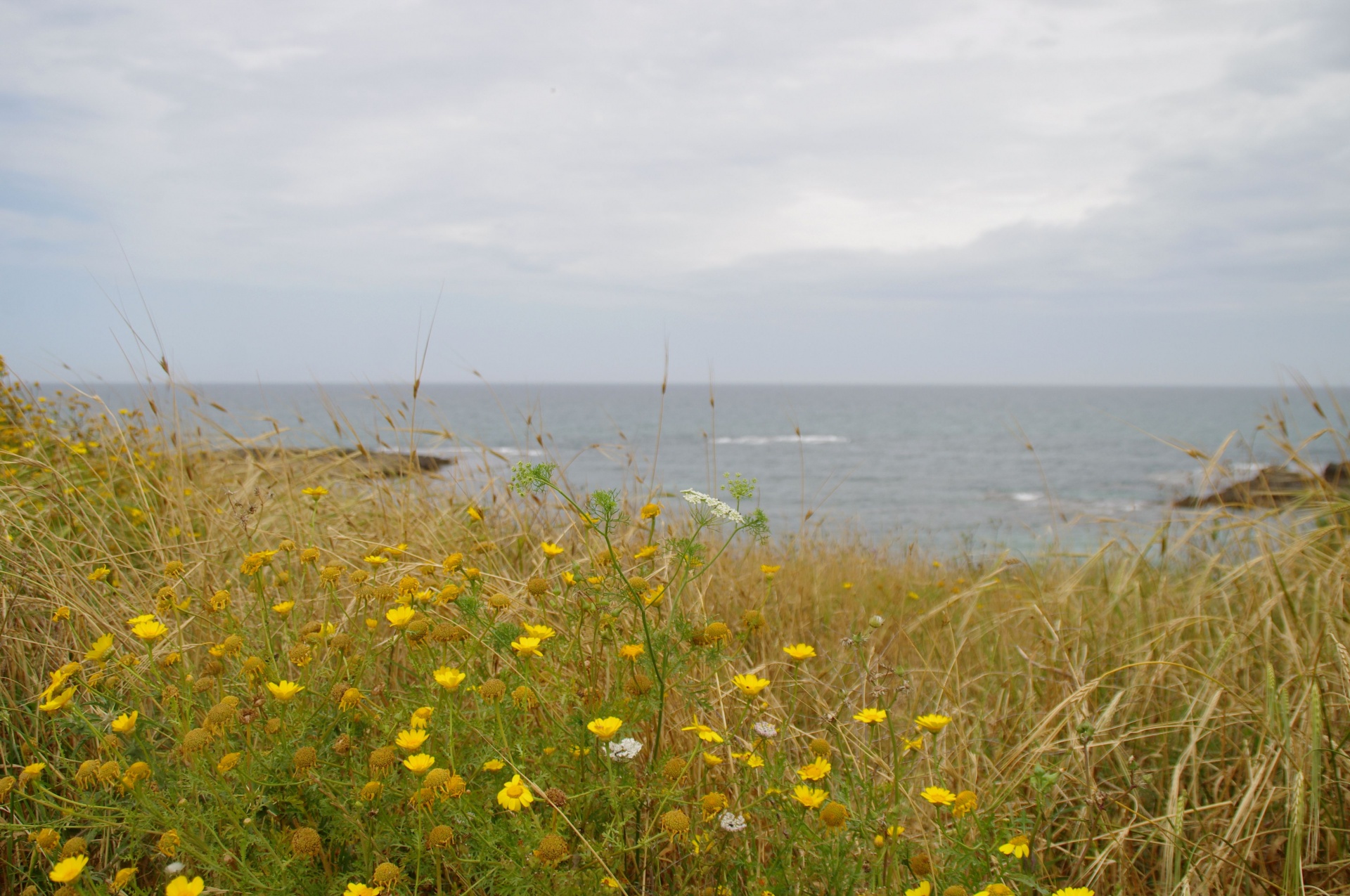 Prado de flores silvestres junto al mar