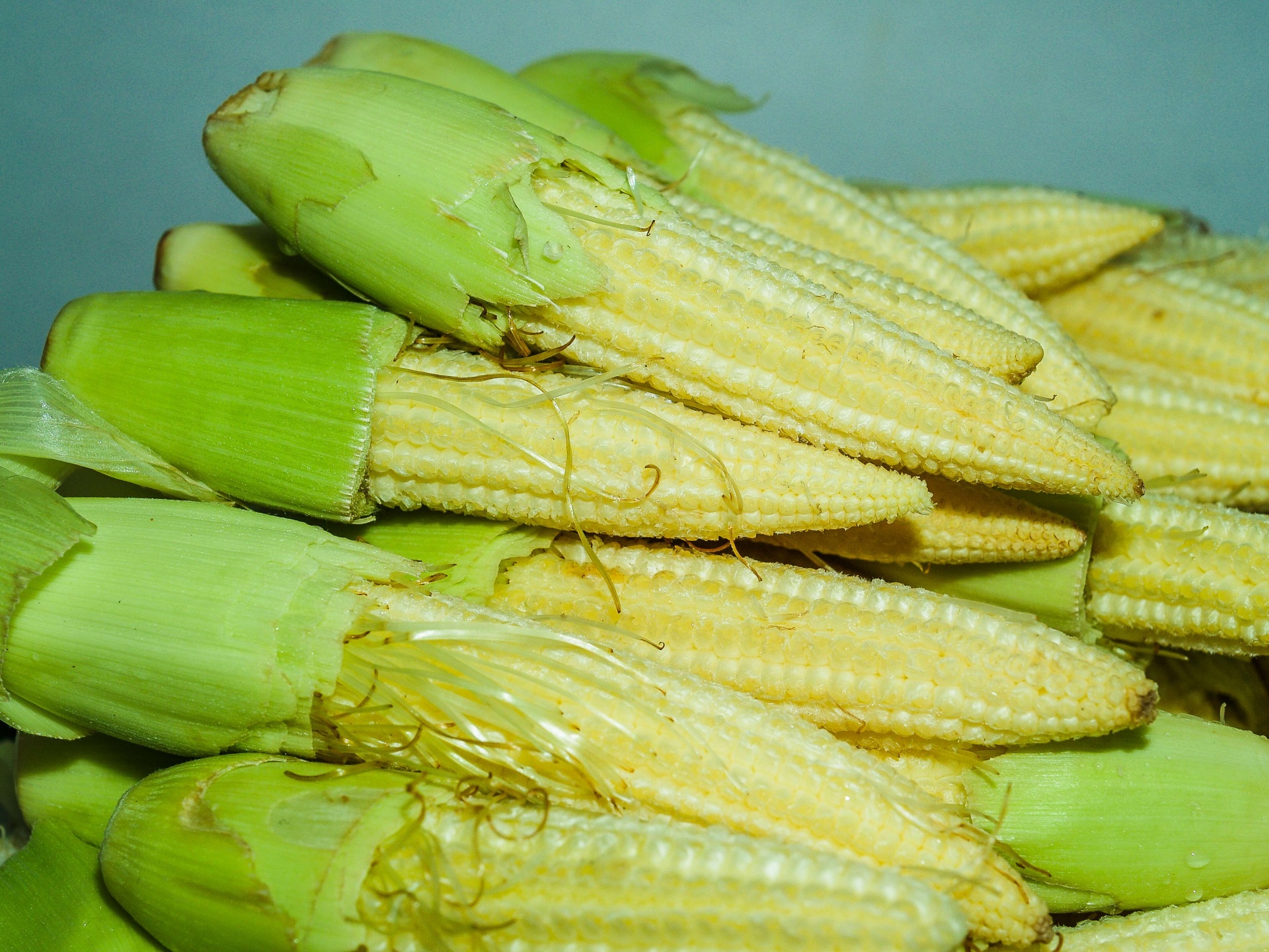 Primer pequeño maíz joven