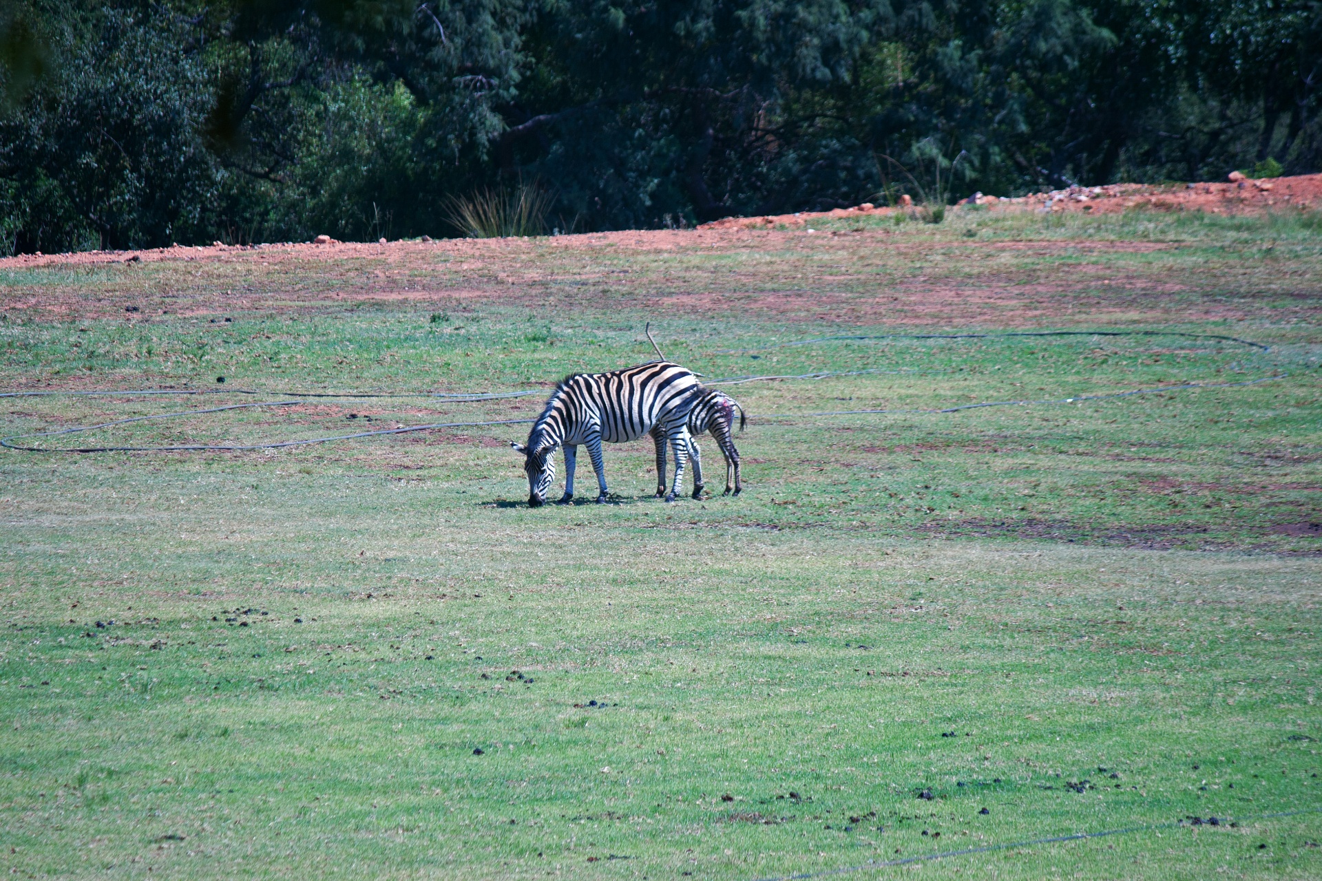 Zebra en veulen op groen veld