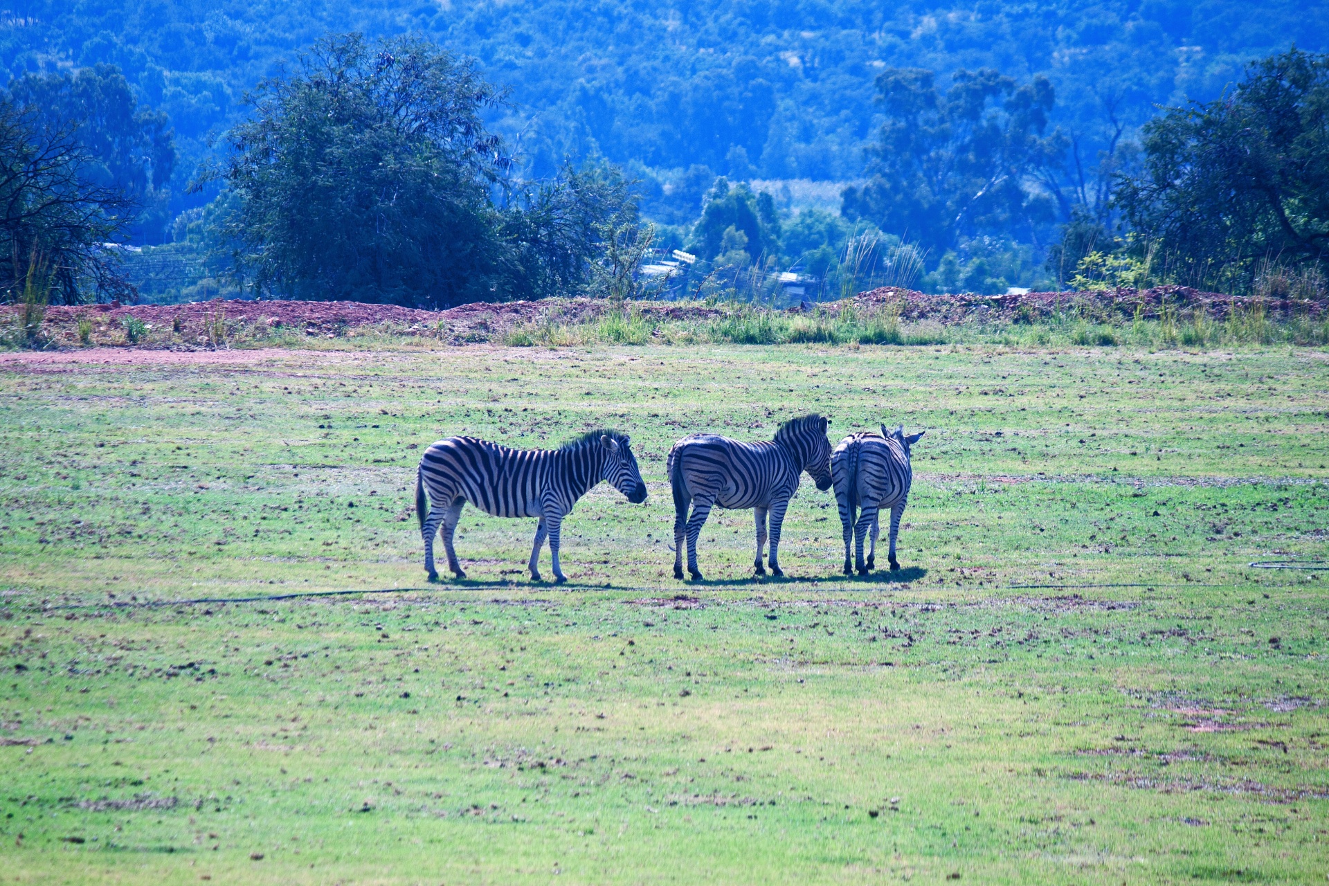 Zebra staande op een vlak veld