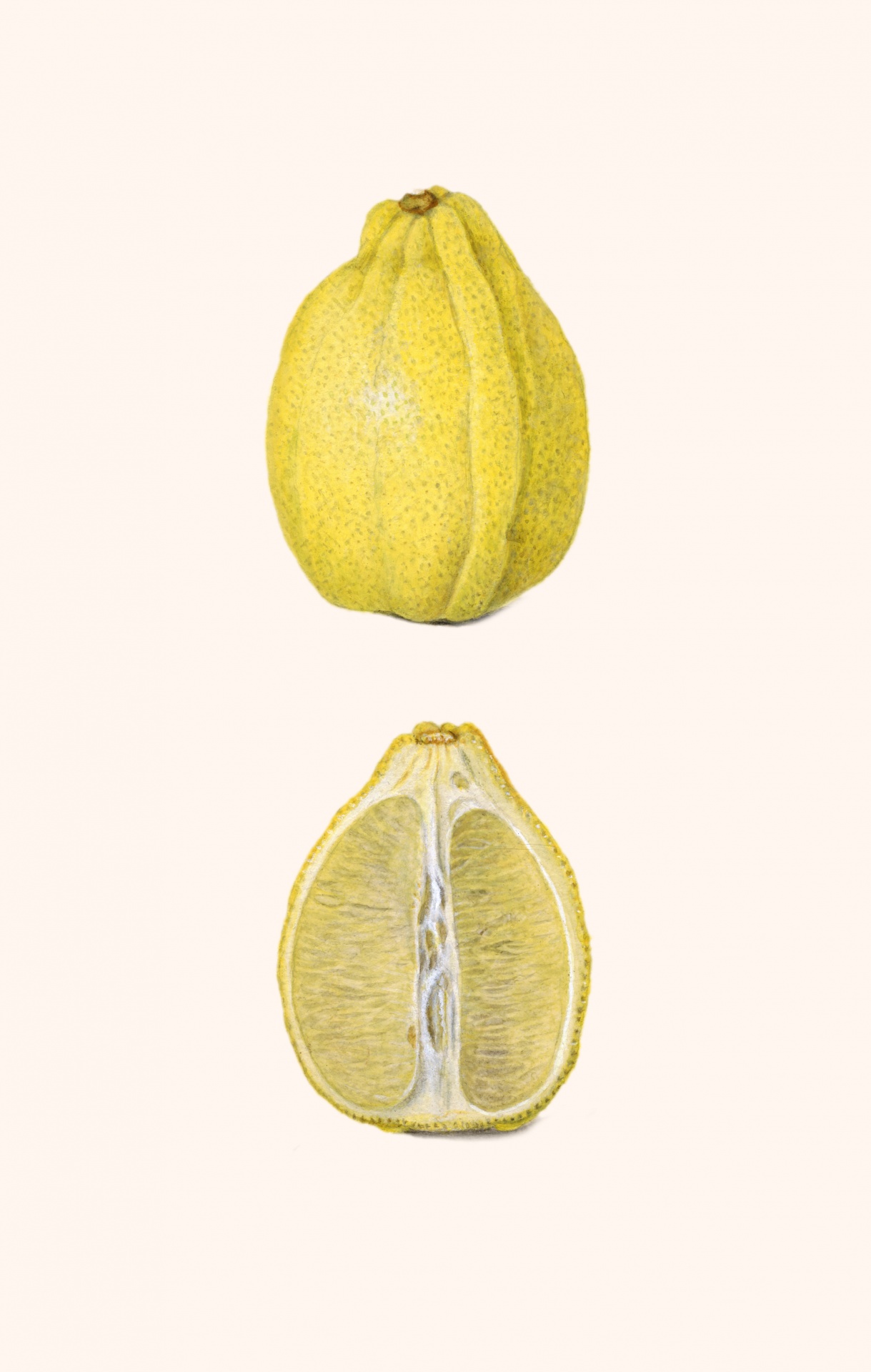 Fruta de limón fruta vintage