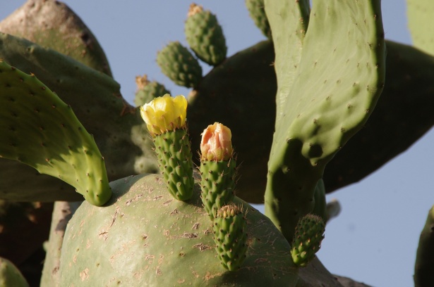 Flores de cactus en flor Stock de Foto gratis - Public Domain Pictures