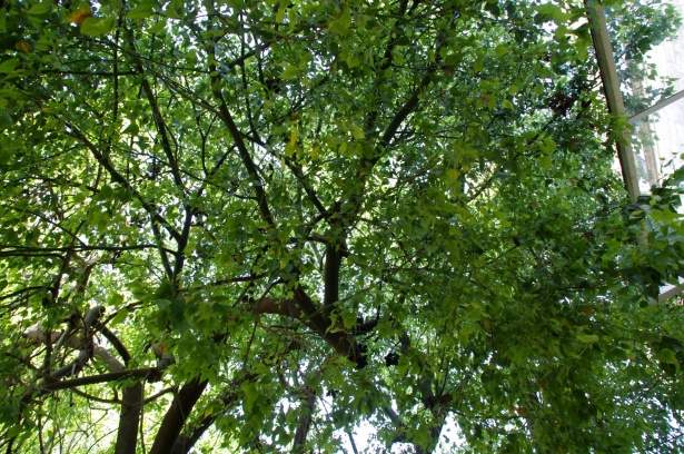 Зеленое дерево навес фон Бесплатная фотография - Public Domain Pictures