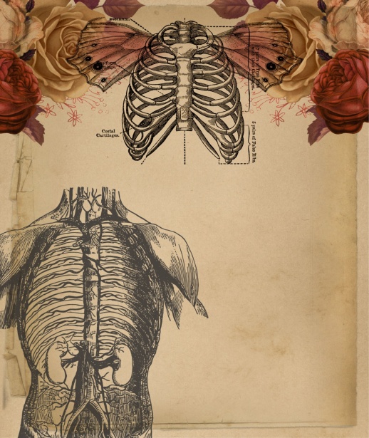 胸の解剖学のイラスト 無料画像 Public Domain Pictures