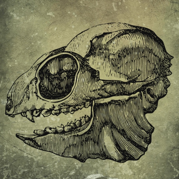 череп животного Бесплатная фотография - Public Domain Pictures