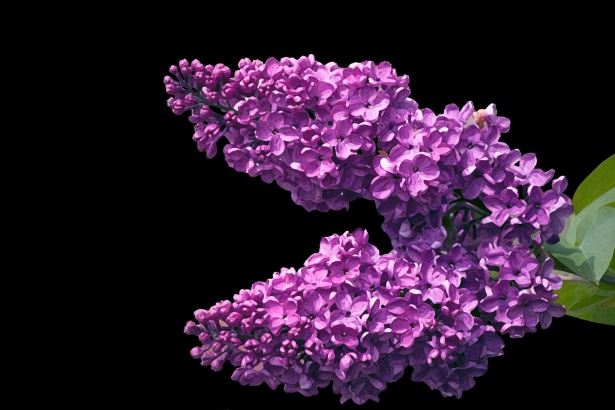 Acuarela de flores de flor lila Stock de Foto gratis - Public Domain  Pictures