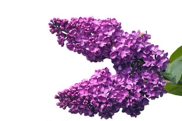 Acuarela de flores de flor lila Stock de Foto gratis - Public Domain  Pictures
