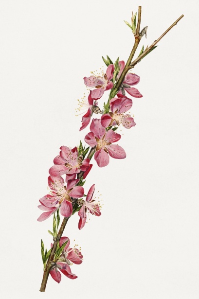 Flor de almendro flor de cerezo rama art Stock de Foto gratis - Public  Domain Pictures